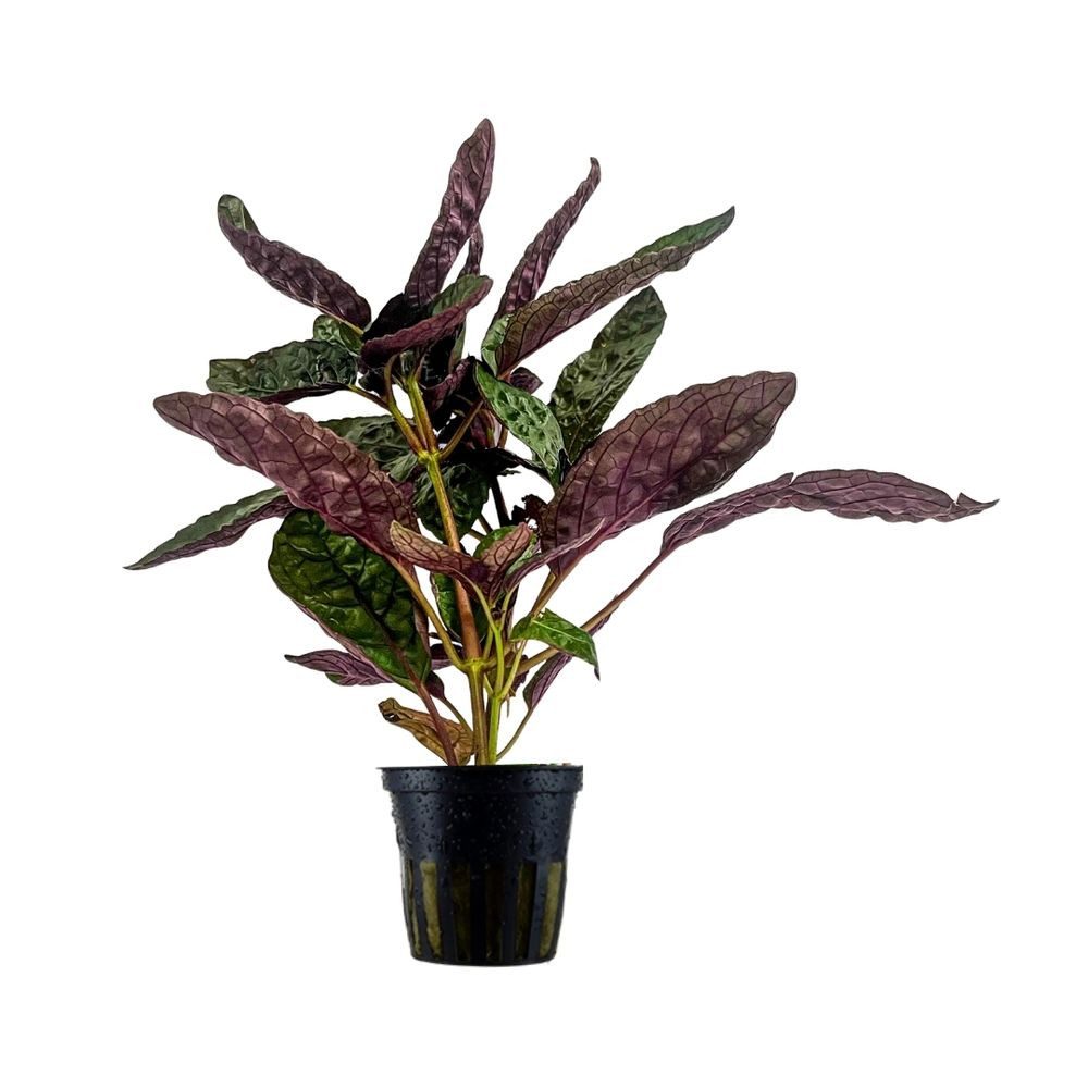 Aquaone Wasserpflanze Terrarium Pflanze Hemigraphis colorata Topf Nr.404T