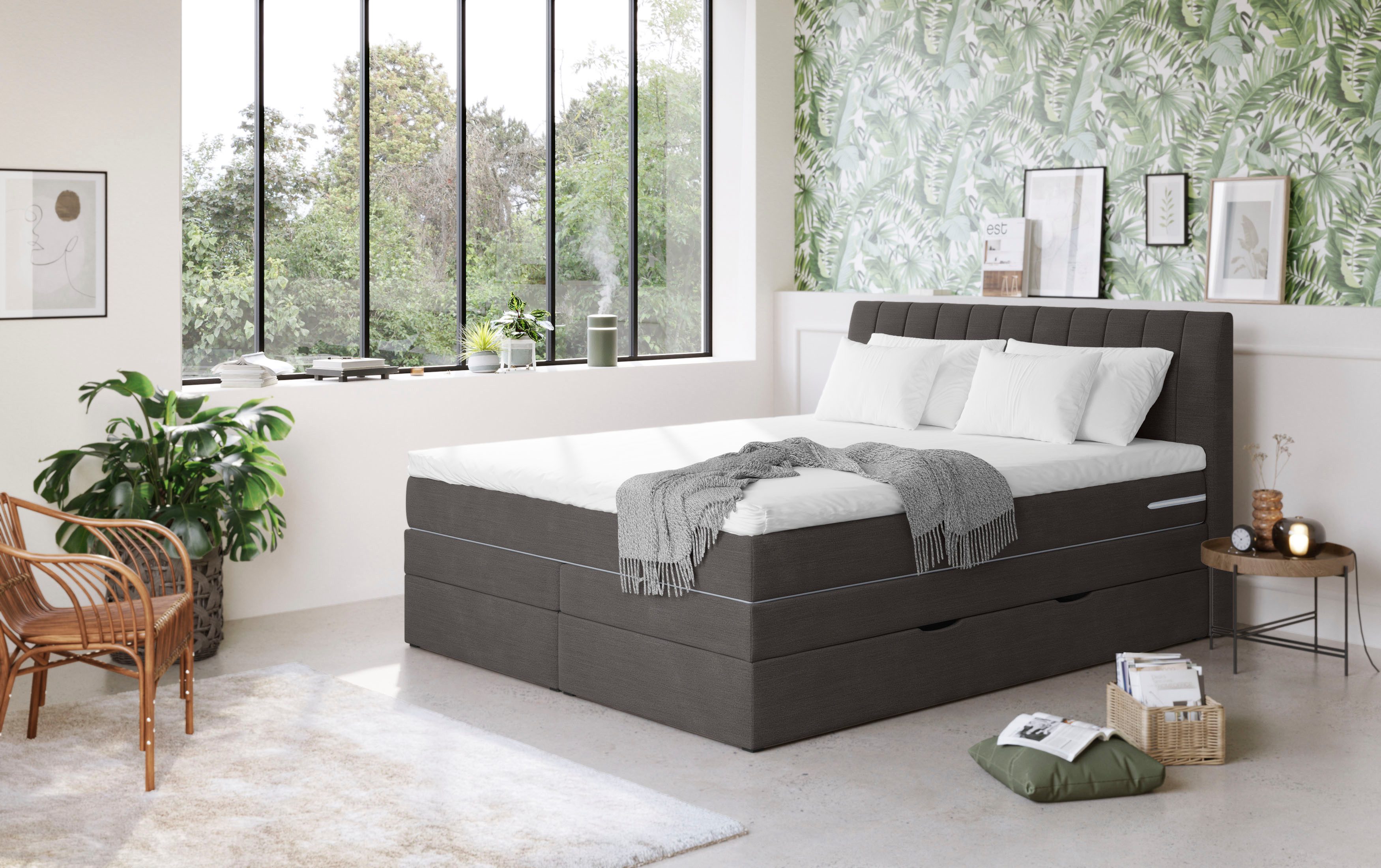 COTTA Boxspringbett Shark inkl. Bettkasten und günstig online kaufen