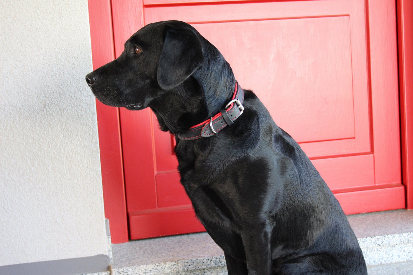 Thumbnail - Activity4Dogs Hunde-Halsband große Hunde, Echtleder, verstellbar, 4 Größen, verschiedene Farben, Größe M bis XL, jeweils...
