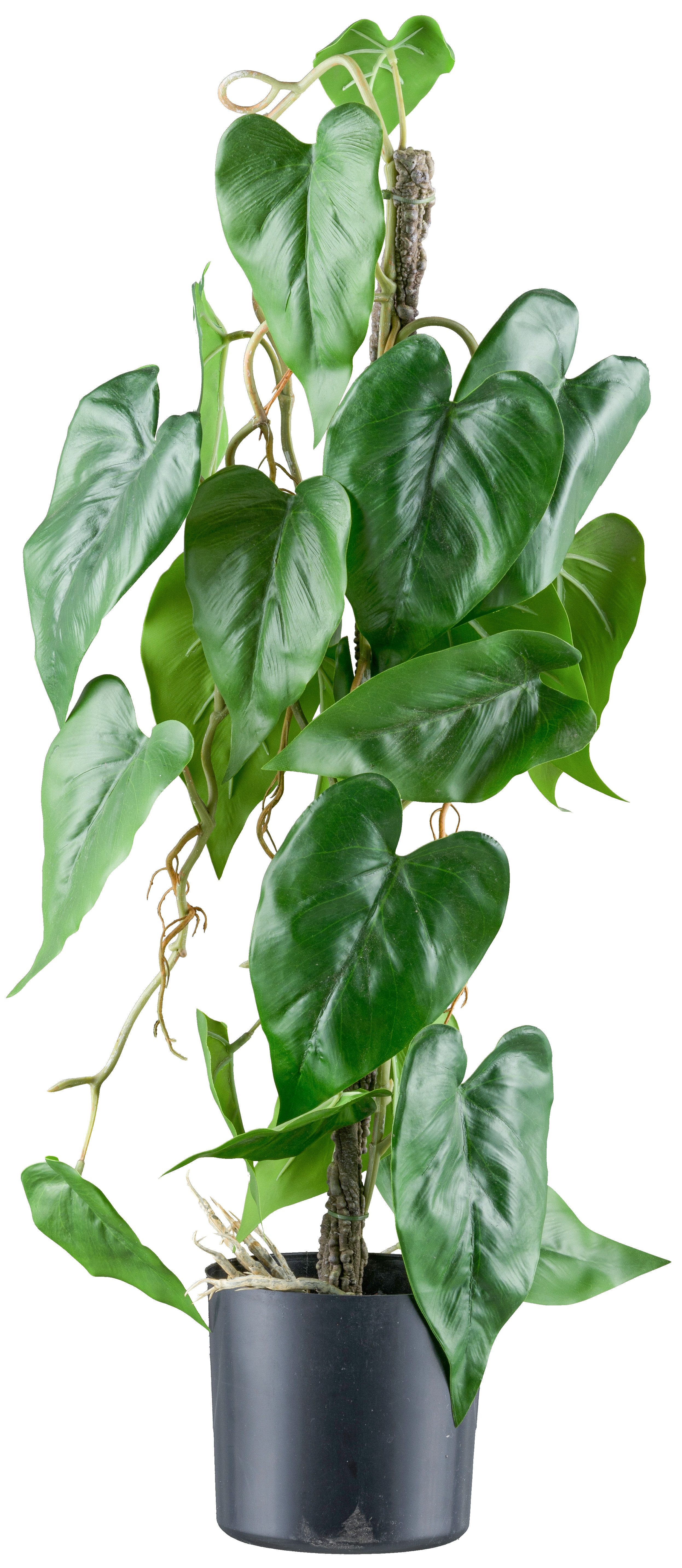 Kunstblume Flamingoblume, Creativ green, Höhe 66 cm, mit verschlungenem Stamm