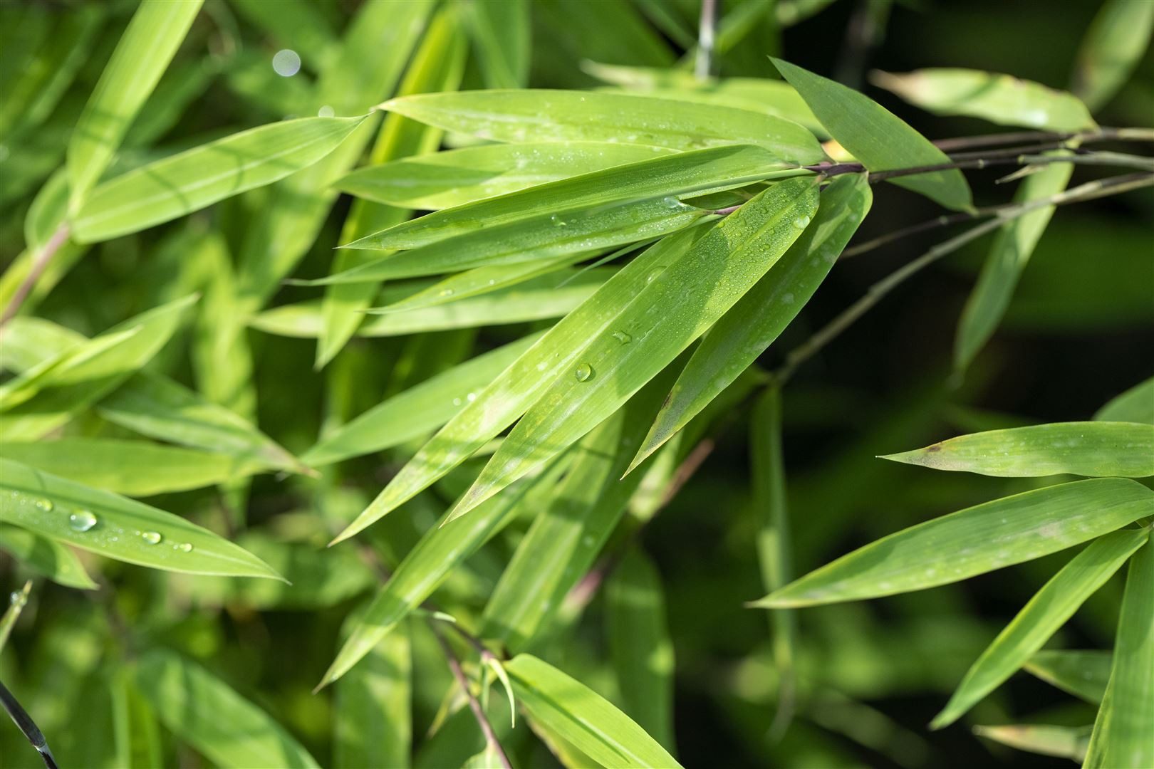 Pflanzen für Dich Hecken Fargesia nitida Black Pearl, 1 St., Schwarzer Bambus, Gartenbambus, dunkelhalme, winterhart