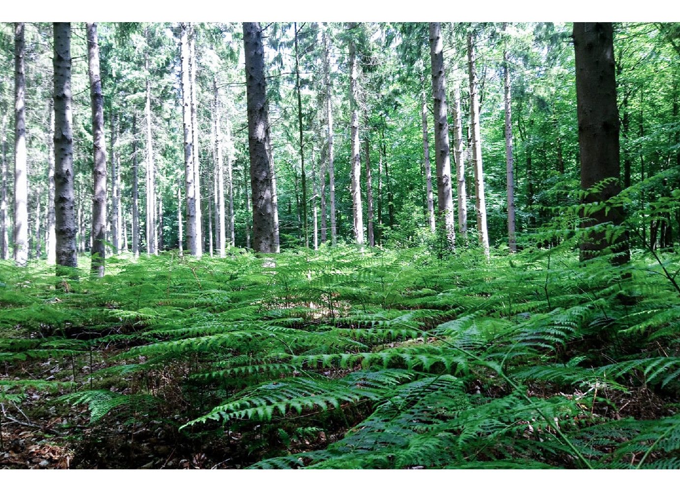 mydays Erlebnisgutschein Waldbaden in Sonsbeck für Frauen (3,5 Std), Zu Fuss die Natur erkunden
