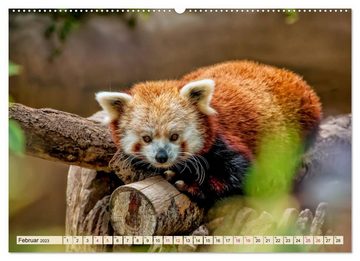 CALVENDO Wandkalender Kleiner Panda (Premium, hochwertiger DIN A2 Wandkalender 2023, Kunstdruck in Hochglanz)