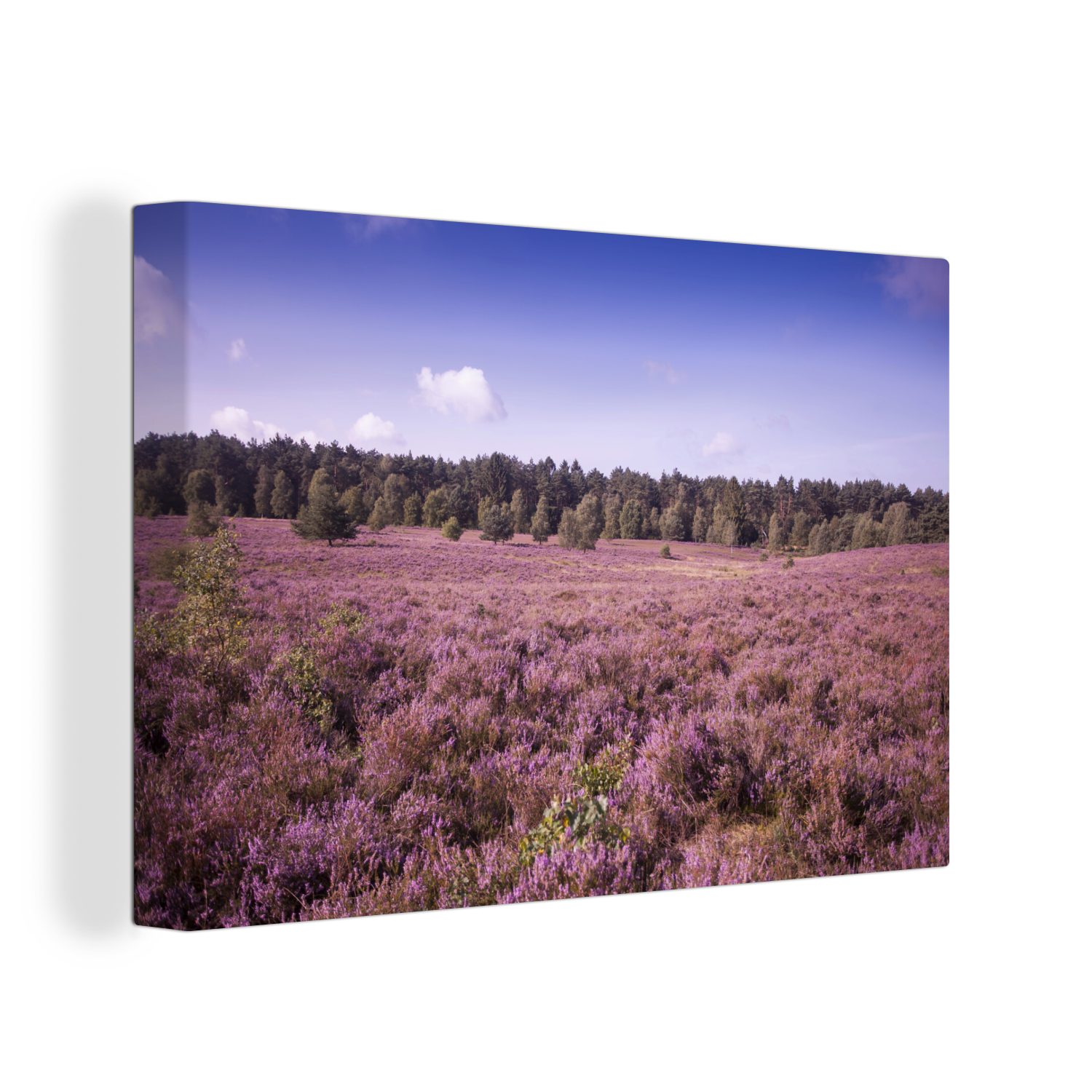 OneMillionCanvasses® Leinwandbild Darstellung der violetten Blumen in der Lüneburger Heide, Deutschland, (1 St), Wandbild Leinwandbilder, Aufhängefertig, Wanddeko, 30x20 cm