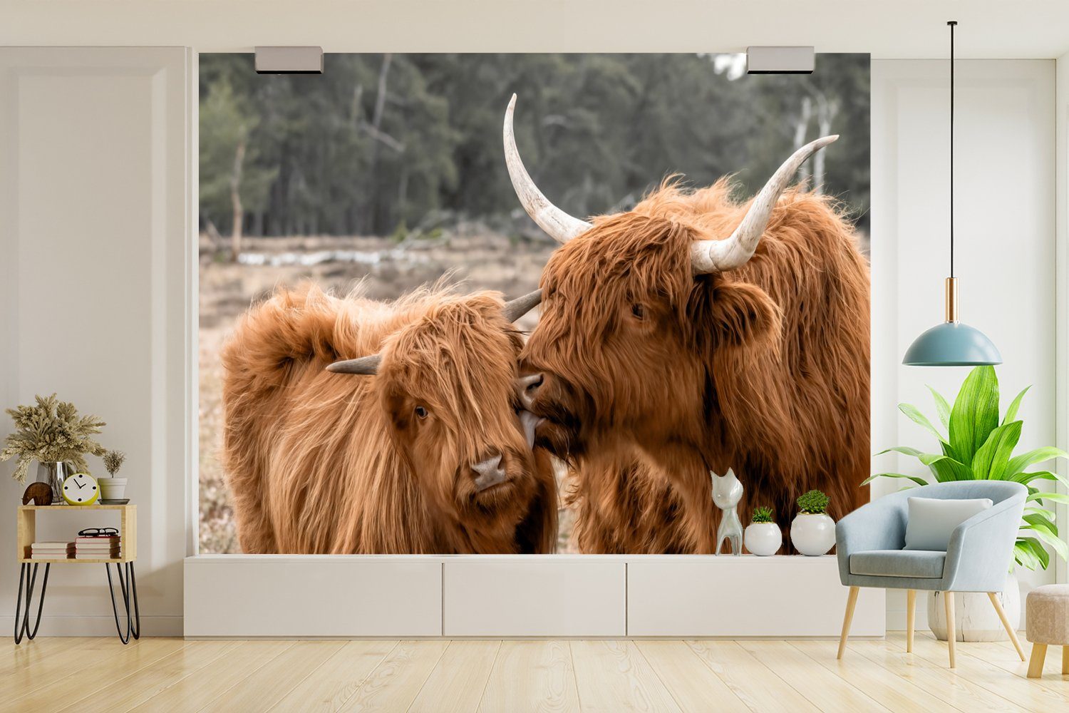 (6 Fototapete MuchoWow Wallpaper Tapete St), Schottische - Tiere Kinderzimmer, Matt, Highlander Schlafzimmer, Vinyl Liebe, - für Wohnzimmer, bedruckt,