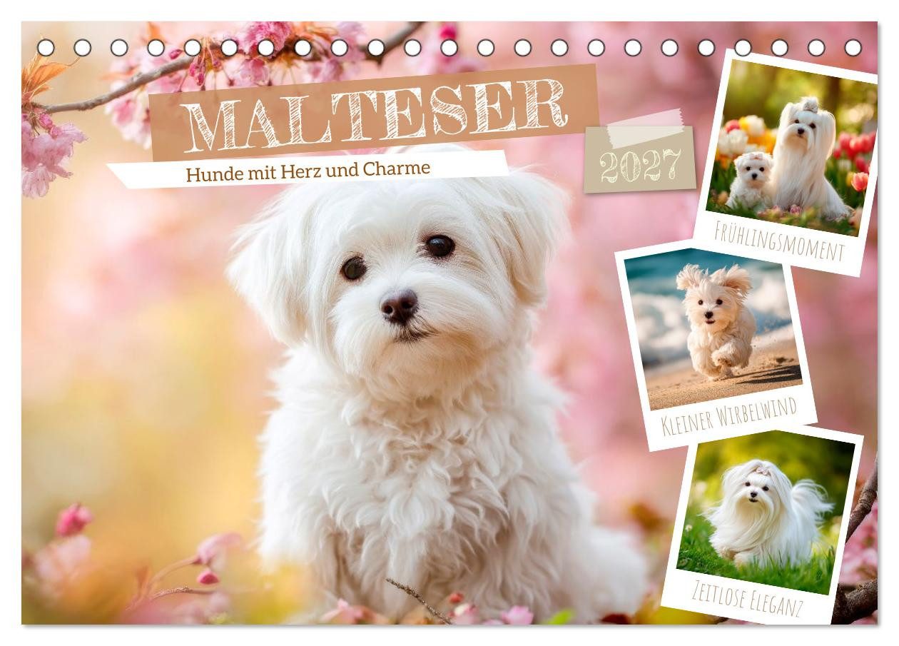 CALVENDO Wandkalender Malteser - Hunde mit Herz und Charme (Tischkalender 2027 DIN A5 quer)