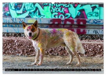 CALVENDO Wandkalender Coole bunte Hunde (Premium, hochwertiger DIN A2 Wandkalender 2023, Kunstdruck in Hochglanz)