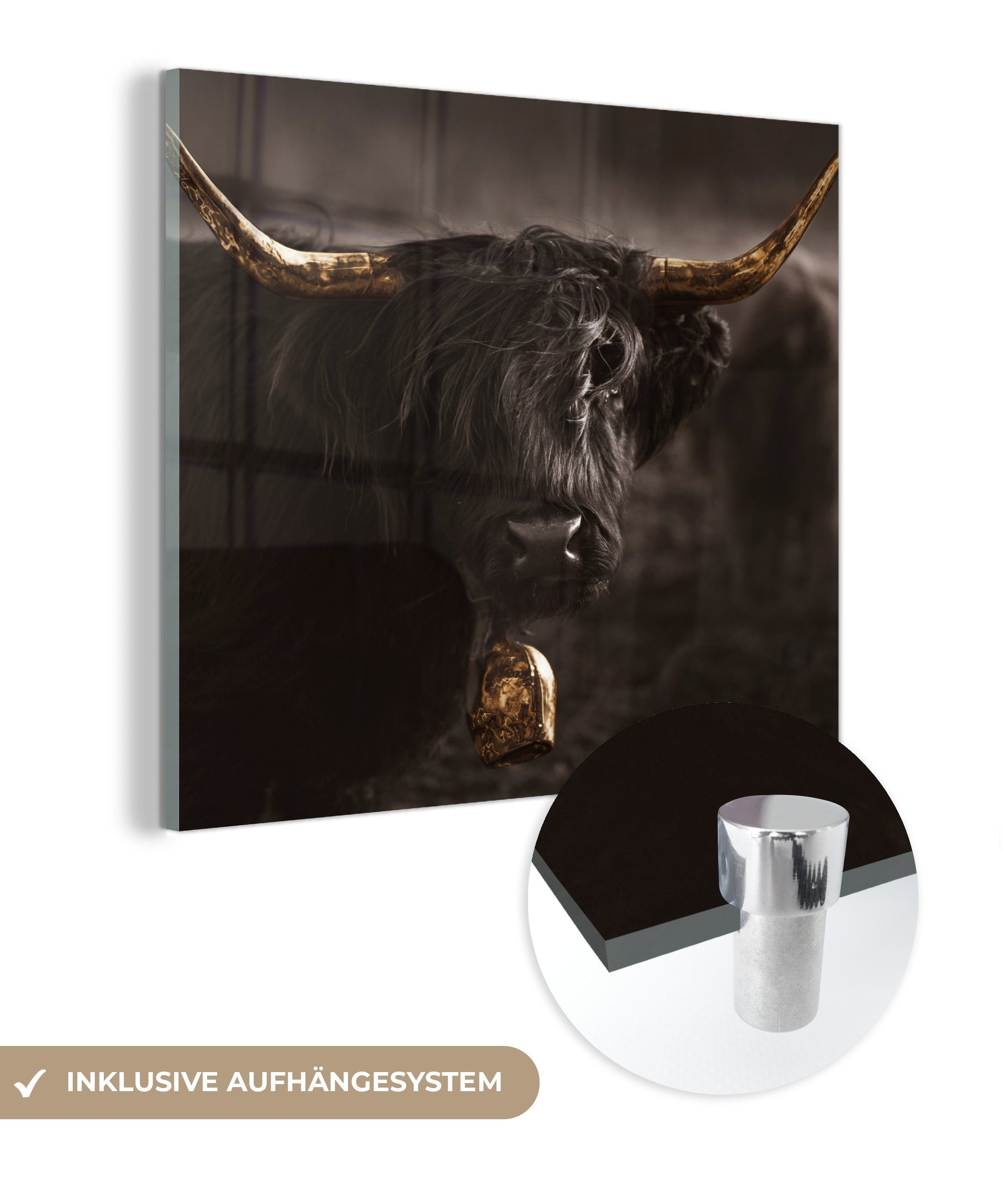 MuchoWow Acrylglasbild Schottischer Highlander - Gold - Kuhglocke - Hörner - Tiere, (1 St), Glasbilder - Bilder auf Glas Wandbild - Foto auf Glas - Wanddekoration bunt