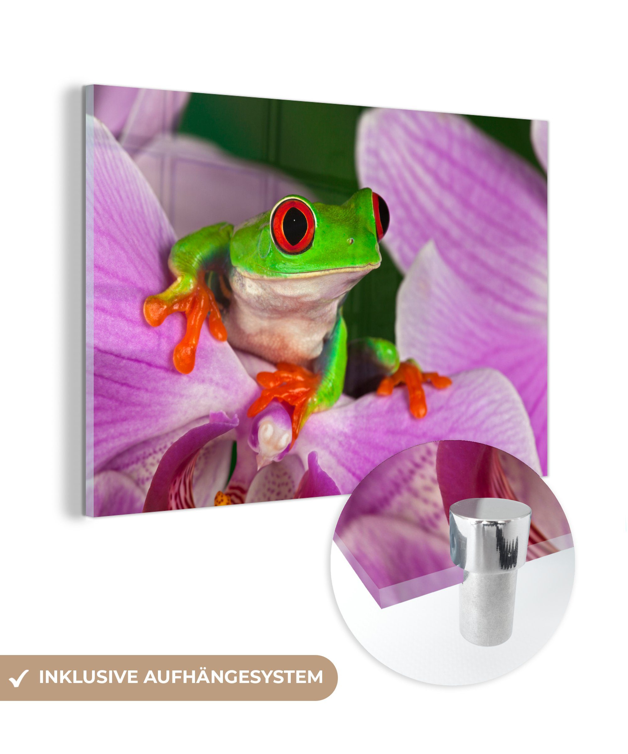 MuchoWow Acrylglasbild Frosch - Orchidee - Reptil, (1 St), Acrylglasbilder Wohnzimmer & Schlafzimmer