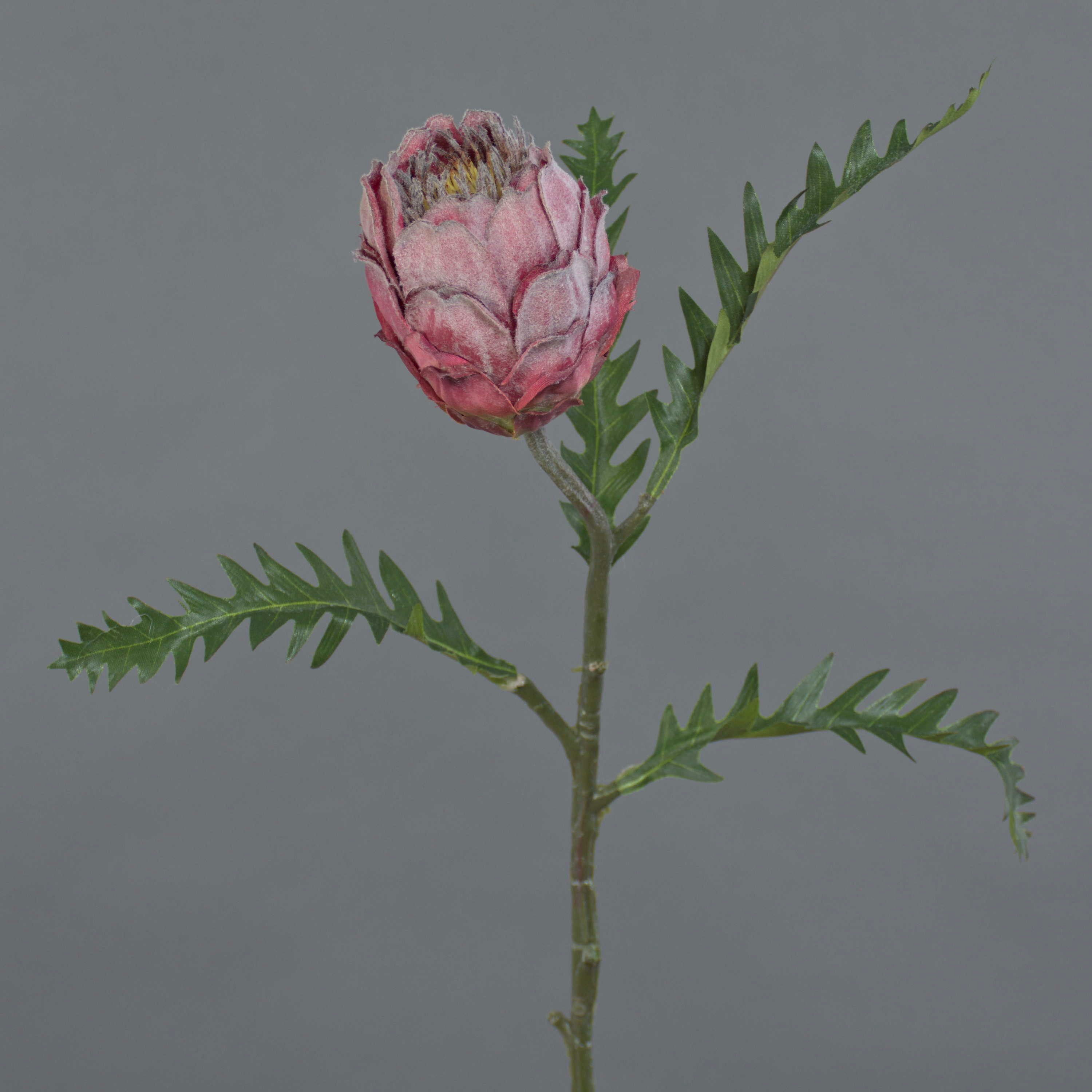 Kunstblume Kunst Protea BREGANSA, altpink, 65cm, Ø8cm Protea (Königs Protea), artplants, Höhe 65.0 cm