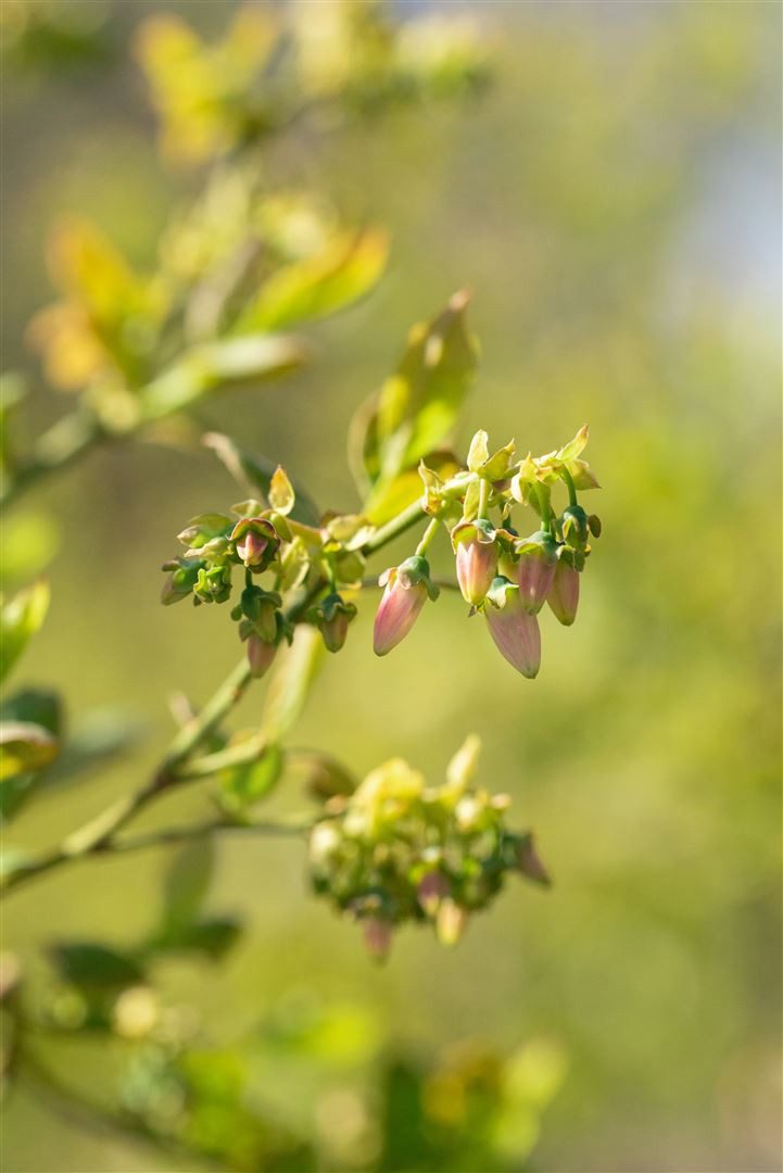 Pflanzen für Dich Obstpflanze Vaccinium corymb. Bluejay, 1 St., Kulturheidelbeere, Blaubeere, Heidelbeere, blaue Beeren, frühreifend