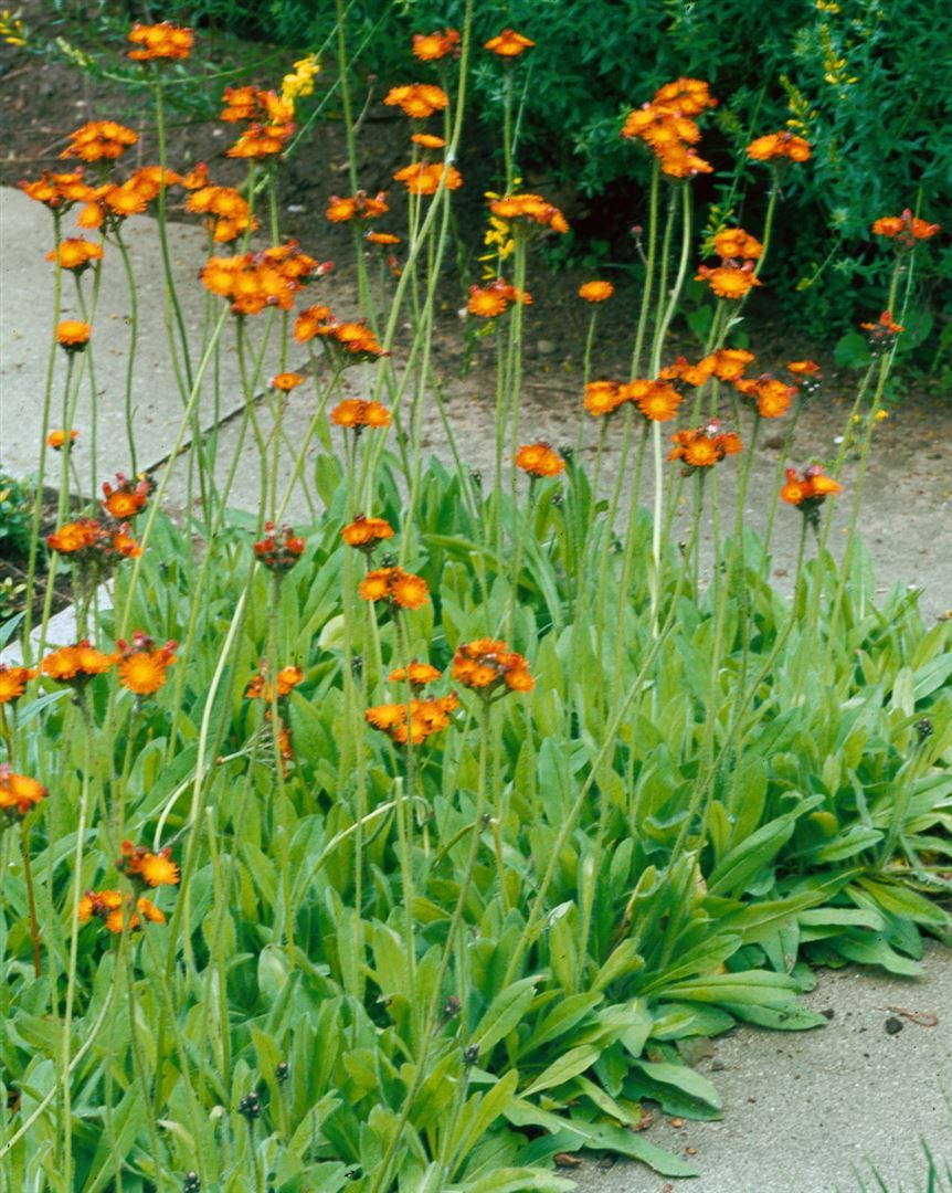 Pflanzen für Dich Staude Hieracium aurantiacum, 1 St., Orangerotes Habichtskraut, Orangerotes Ferkelkraut, Alpenhabichtskraut