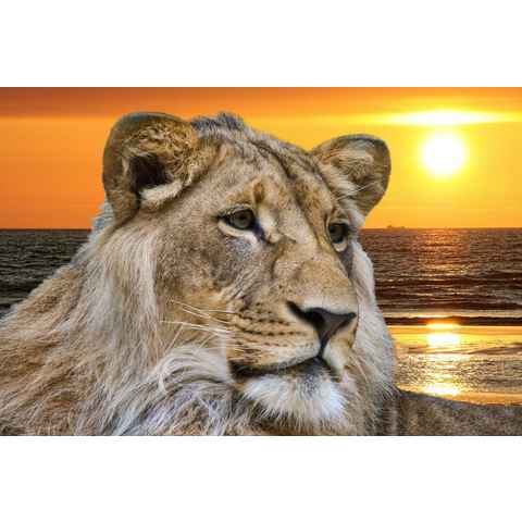 Papermoon Fototapete Lion in Sunset, glatt