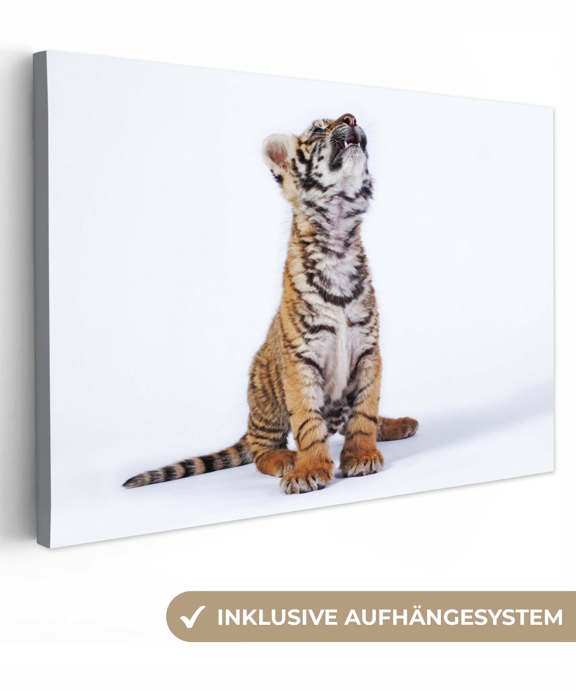 OneMillionCanvasses® Leinwandbild Tiger - Jungtier - Weiß, (1 St), Wandbild Leinwandbilder, Aufhängefertig, Wanddeko, 30x20 cm bunt