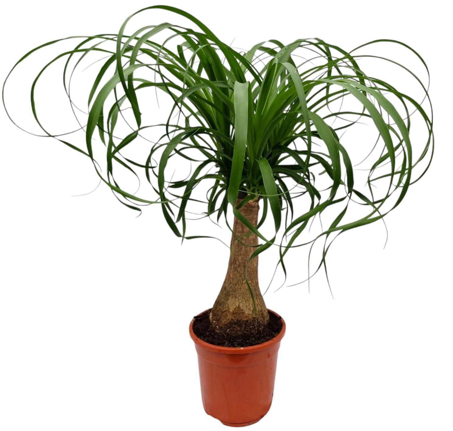 meinvipshop Zimmerpflanze Exotischer Elefantenfuß 50cm Zimmerpflanze