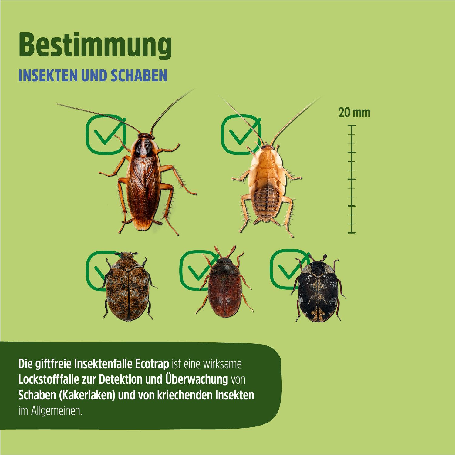 Futura-Shop Insektenfalle 10x Insektenfalle, Schabenfalle, Kakerlakenfalle wirkt 6-8 Wochen, gift- und lösemittelfreie Klebefläche