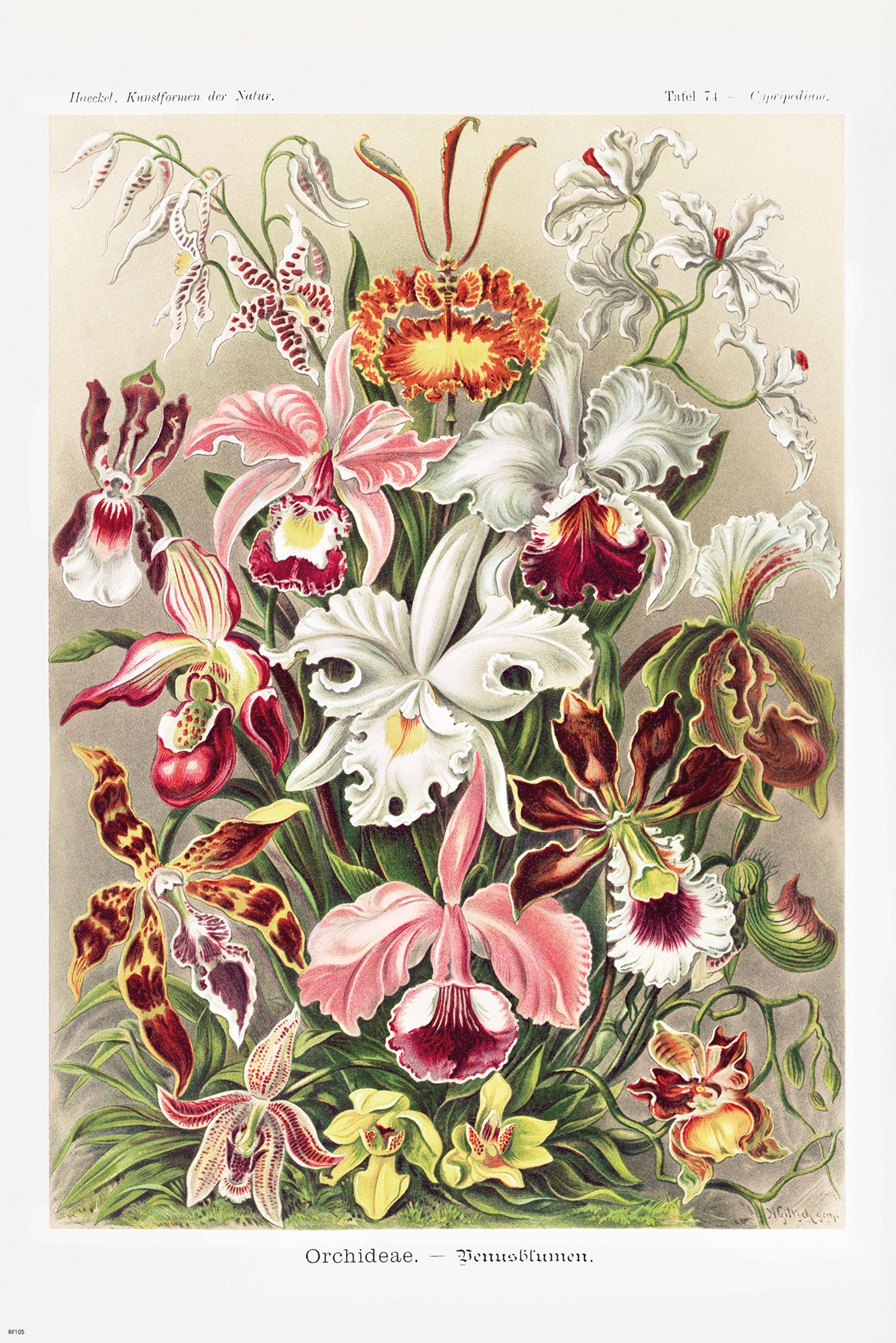 Close Up Poster Orchideen Poster Ernst Haeckel Kunstformen der Natur,Tafel