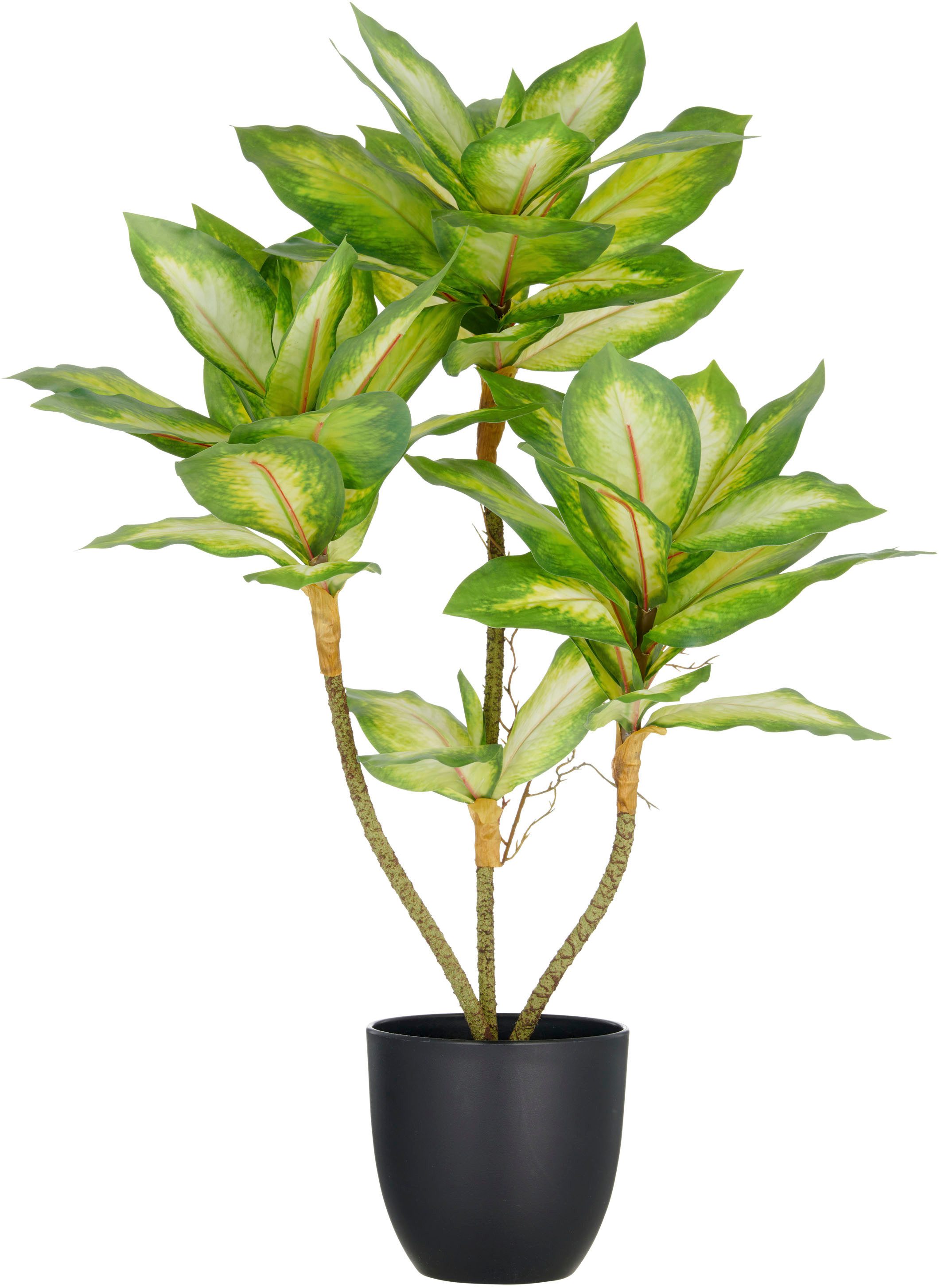 Kunstpflanze Dieffenbachia, Creativ green, Höhe 65 cm, mit Luftwurzeln
