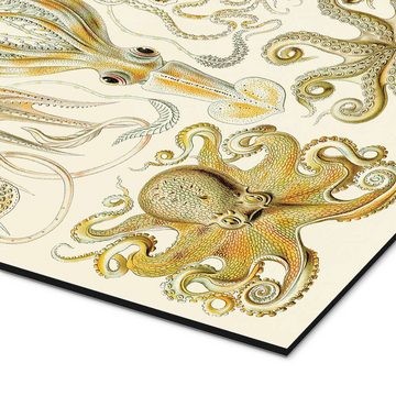 Posterlounge Alu-Dibond-Druck Ernst Haeckel, Kopffüßer, Gamochonia - Kunstformen der Natur, 1899, Badezimmer Maritim Malerei