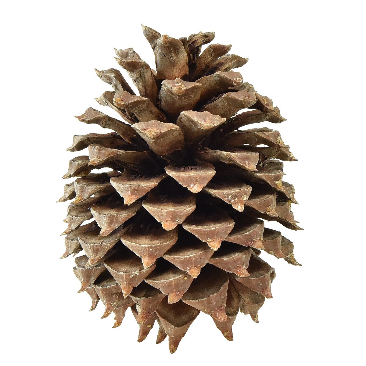 Trockenblume Kiefernzapfen Coulter Deko Natur Ø13cm günstig online kaufen