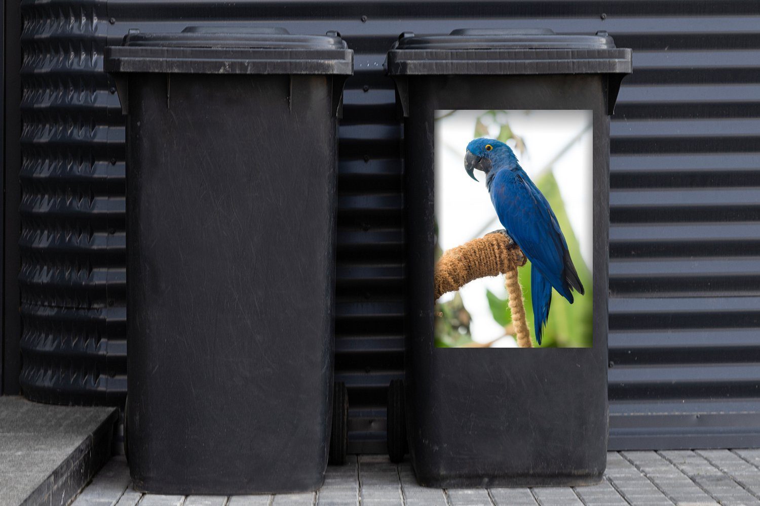 einem (1 MuchoWow Abfalbehälter auf Container, Sticker, Mülleimer-aufkleber, Wandsticker St), Mülltonne, Stock Hyazinth-Ara