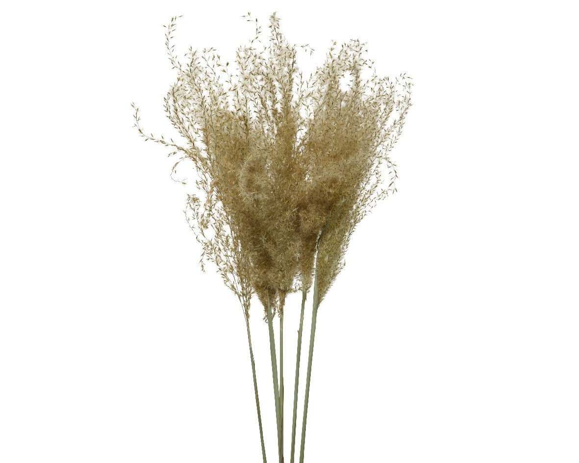 Trockenblume, Decoris season decorations, Trockenblumen Pampasgras günstig online kaufen