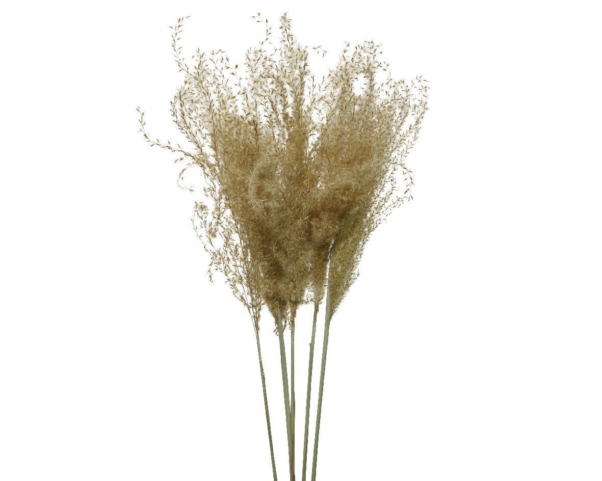 Trockenblume, Decoris season decorations, Trockenblumen Pampasgras Gräser 55cm natur braun 1 Bund