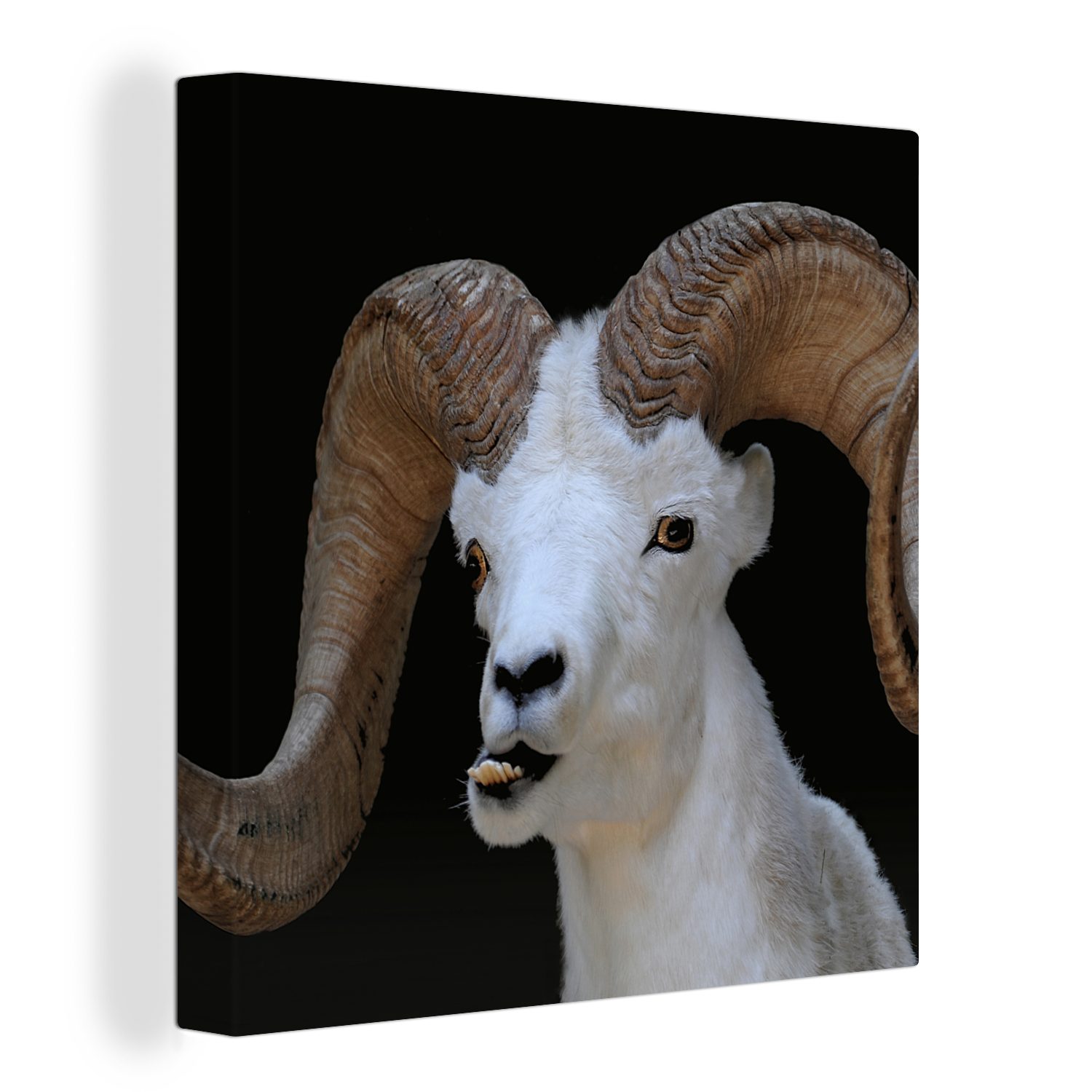 OneMillionCanvasses® Leinwandbild Bok - Tiere - Hoorn, (1 St), Leinwand Bilder für Wohnzimmer Schlafzimmer