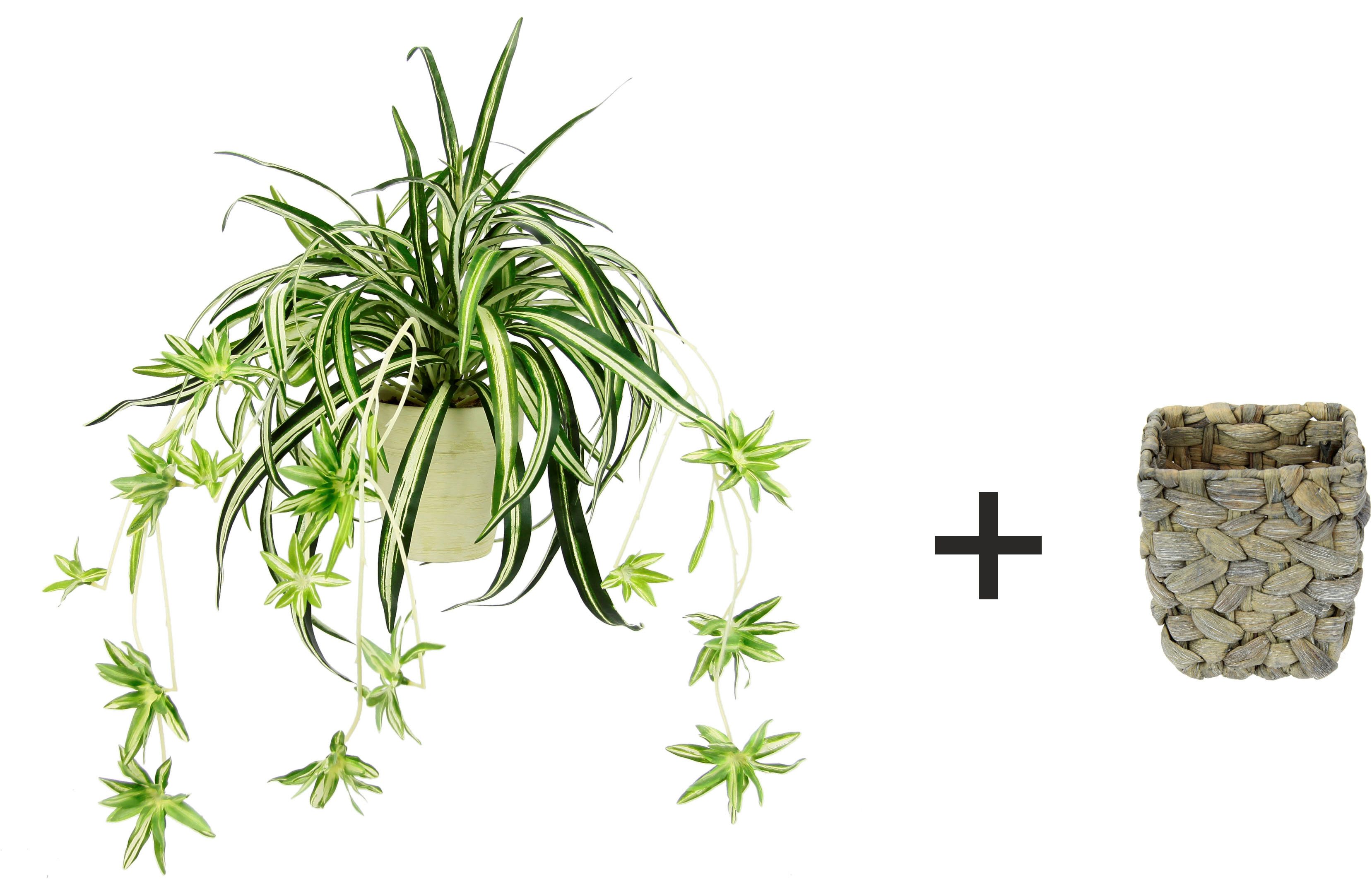 Kunstpflanze Wasserlilie Wasserlilie, I.GE.A., Höhe 35 cm, im Übertopf günstig online kaufen