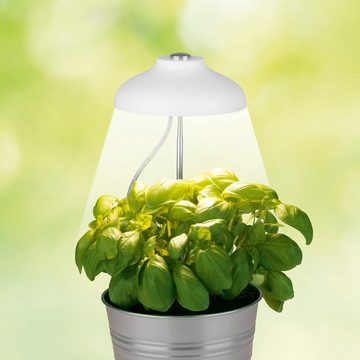 MAXXMEE Pflanzenlampe, LED-Pflanzenleuchte höhenverstellbar