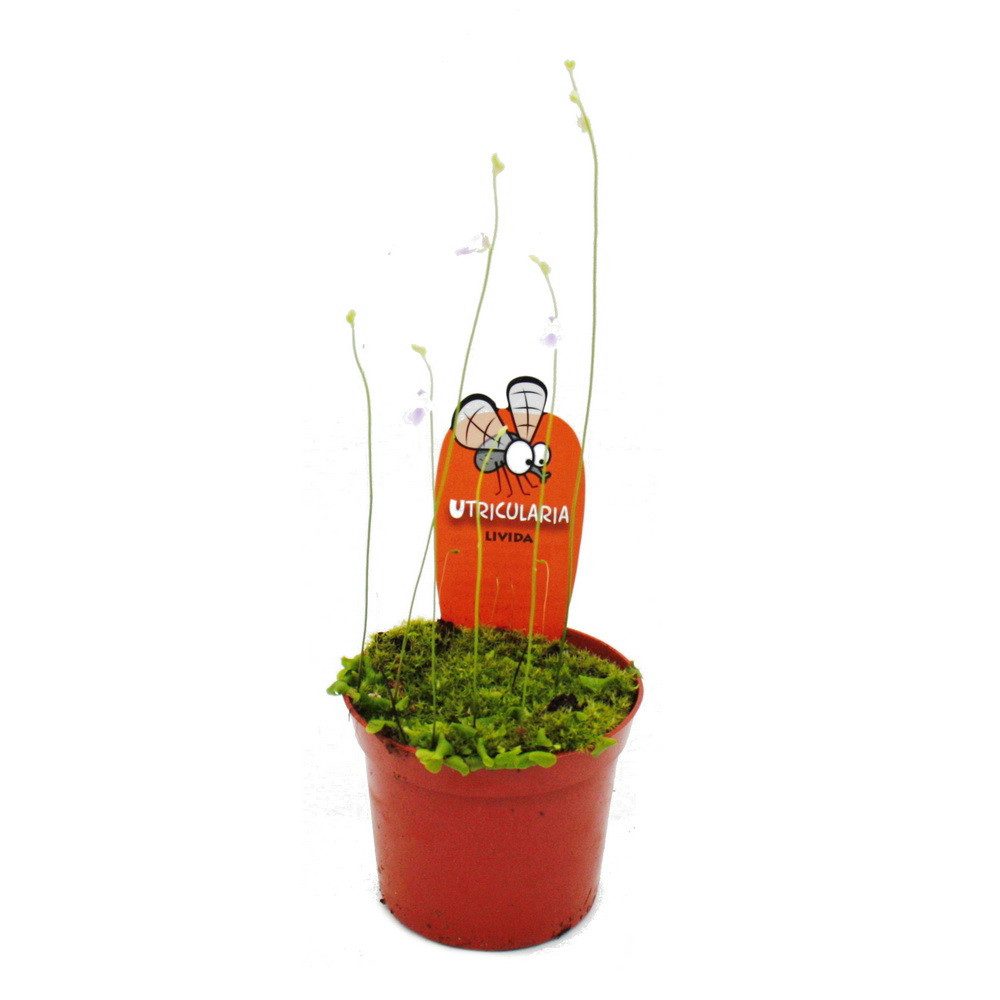 Exotenherz Zimmerpflanze Fleischfressende Pflanze Utricularia livida - 9cm Topf - Rarität