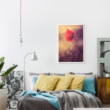 Sinus Art Poster 90x60cm Poster Naturfotografie Wilde Mohnblume im Sepia Sonnenlicht