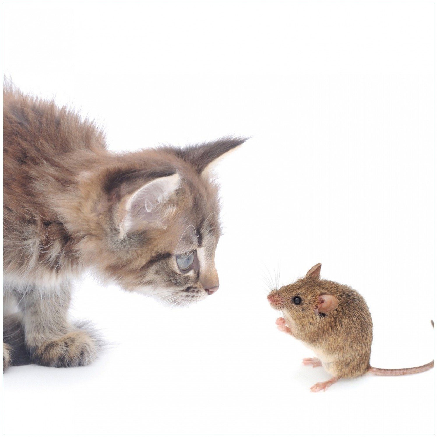 Wallario Memoboard Katze und Maus beim Spielen - weißer Hintergrund