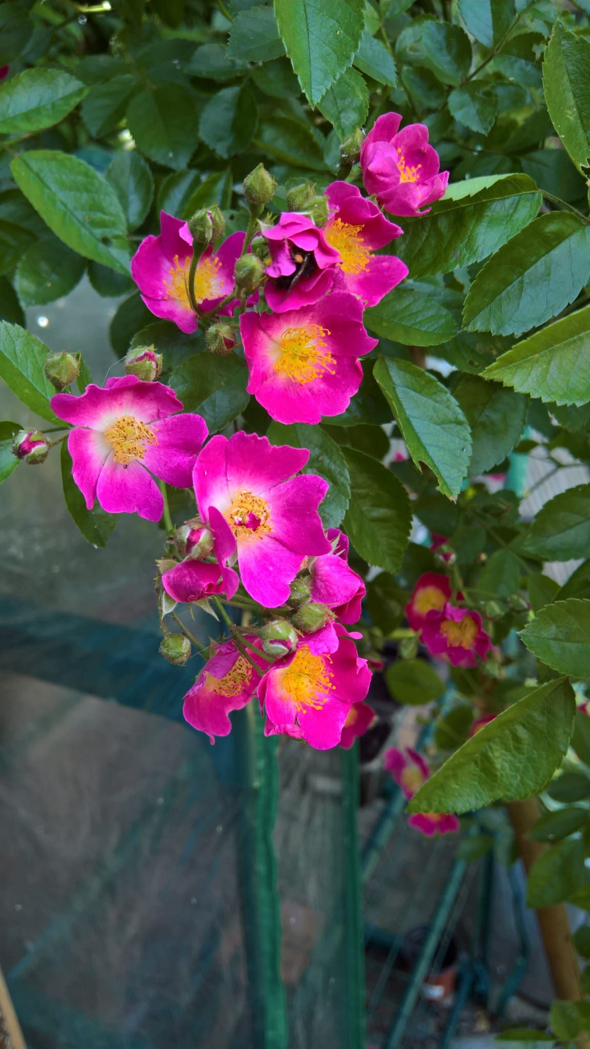 Baumschule Gold Rose Rose Maria Lisa