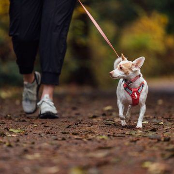 Ruffwear Hunde-Geschirr Hundegeschirr Hi & Light Harness Salmon Pink