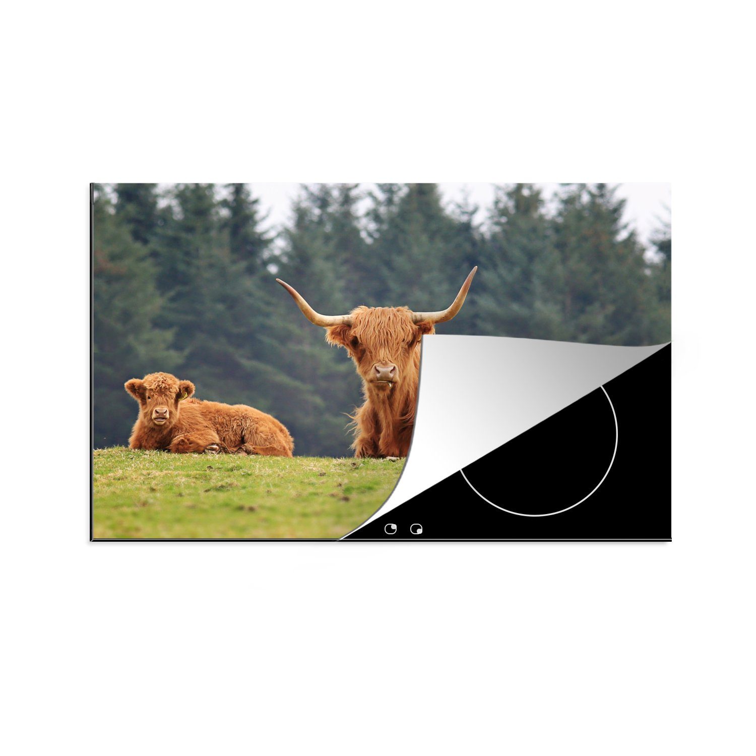 MuchoWow Herdblende-/Abdeckplatte Schottische Highlander - Kalb - Schottische Kuh, Vinyl, (1 tlg), 81x52 cm, Induktionskochfeld Schutz für die küche, Ceranfeldabdeckung