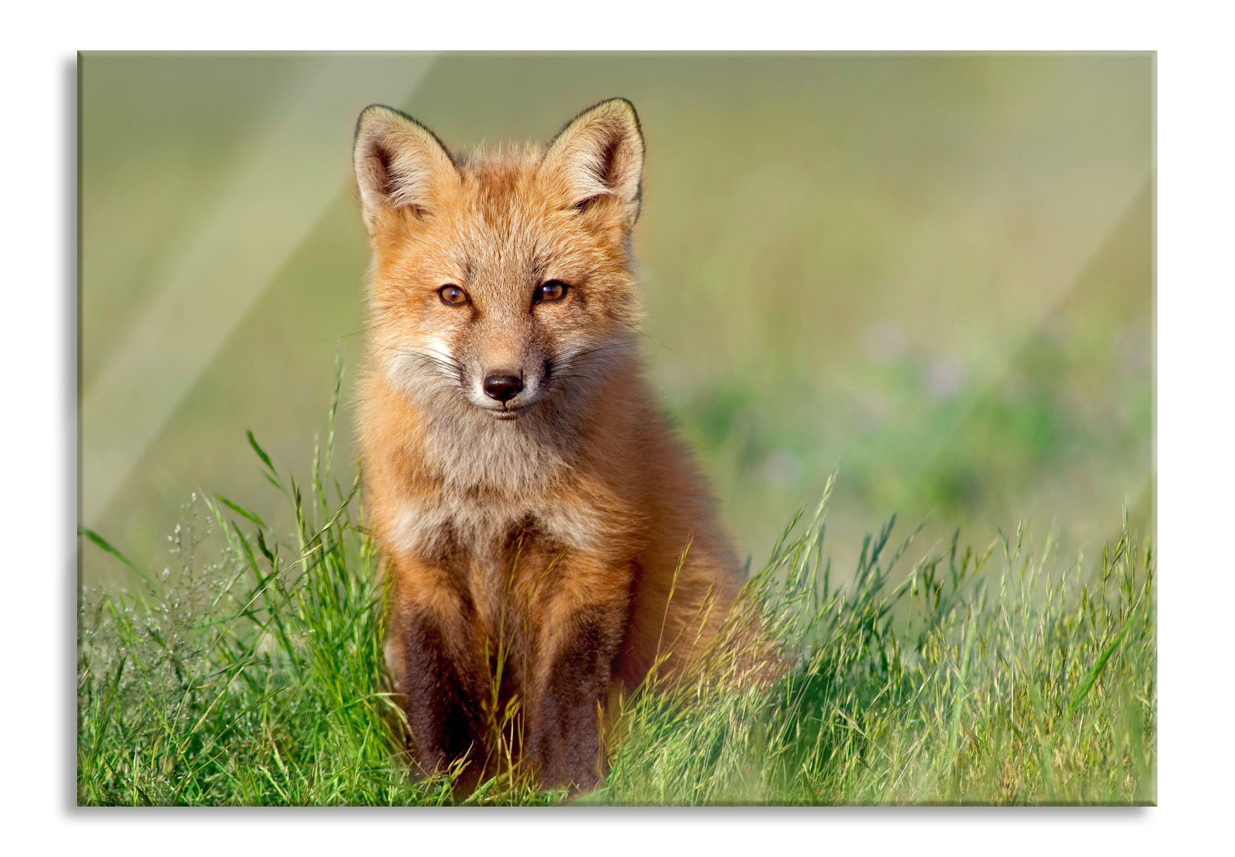 Pixxprint Glasbild Kleiner Fuchs, Kleiner Fuchs (1 St), Glasbild aus