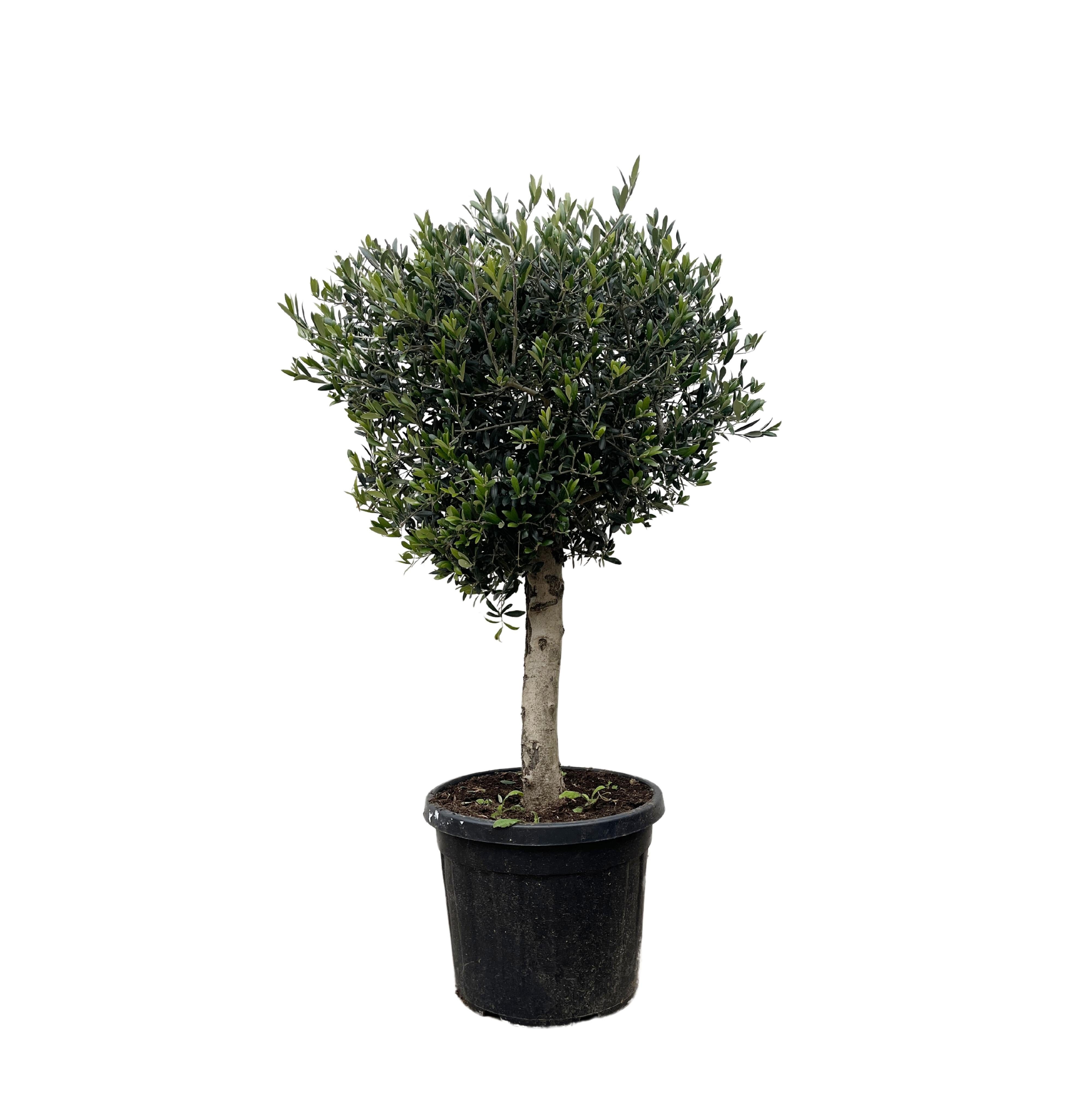 Florora Olivenbaum Olea Europaea Lorc - Olivenbaum Lorc - 180 cm – Topf ab Ø30 cm