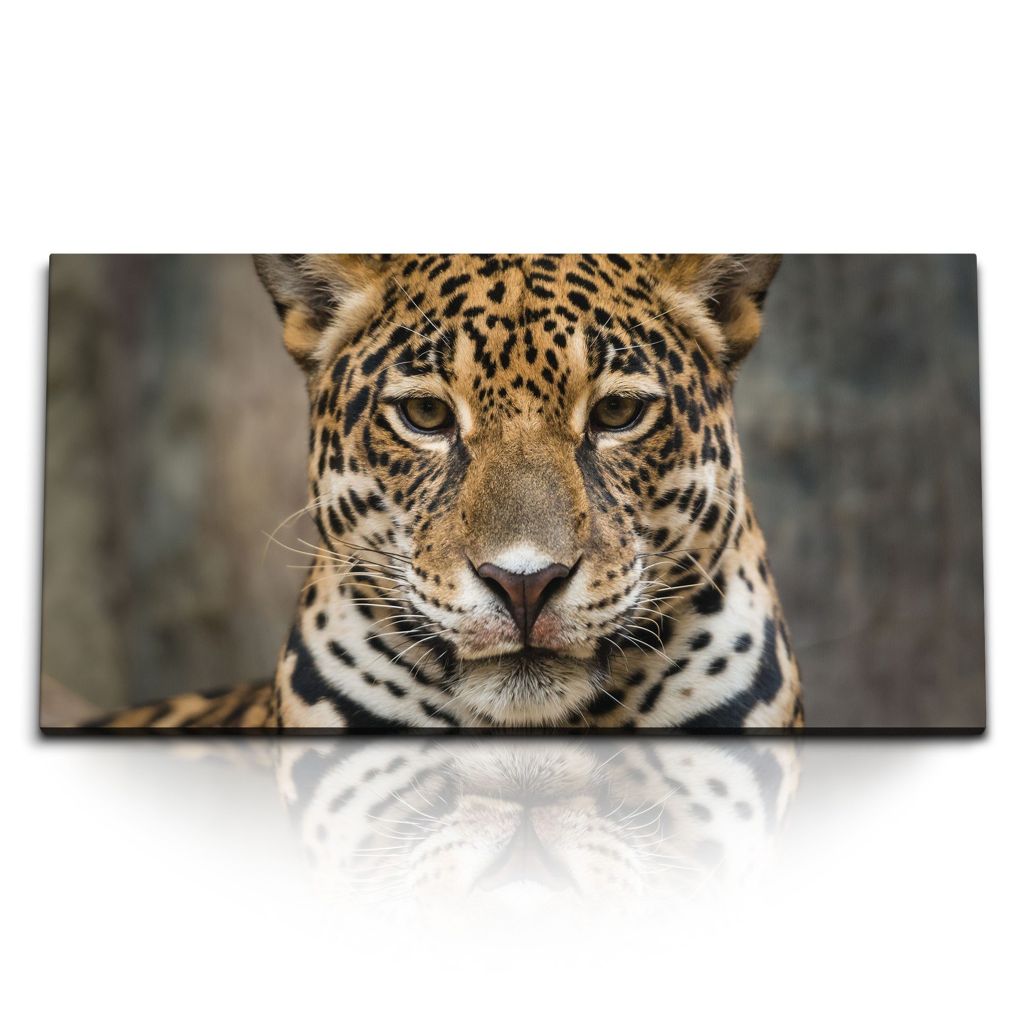Leinwandbild Kunstdruck Bilder 120x60cm Tierfotografie Jaguar Raubkatze Großkatze R