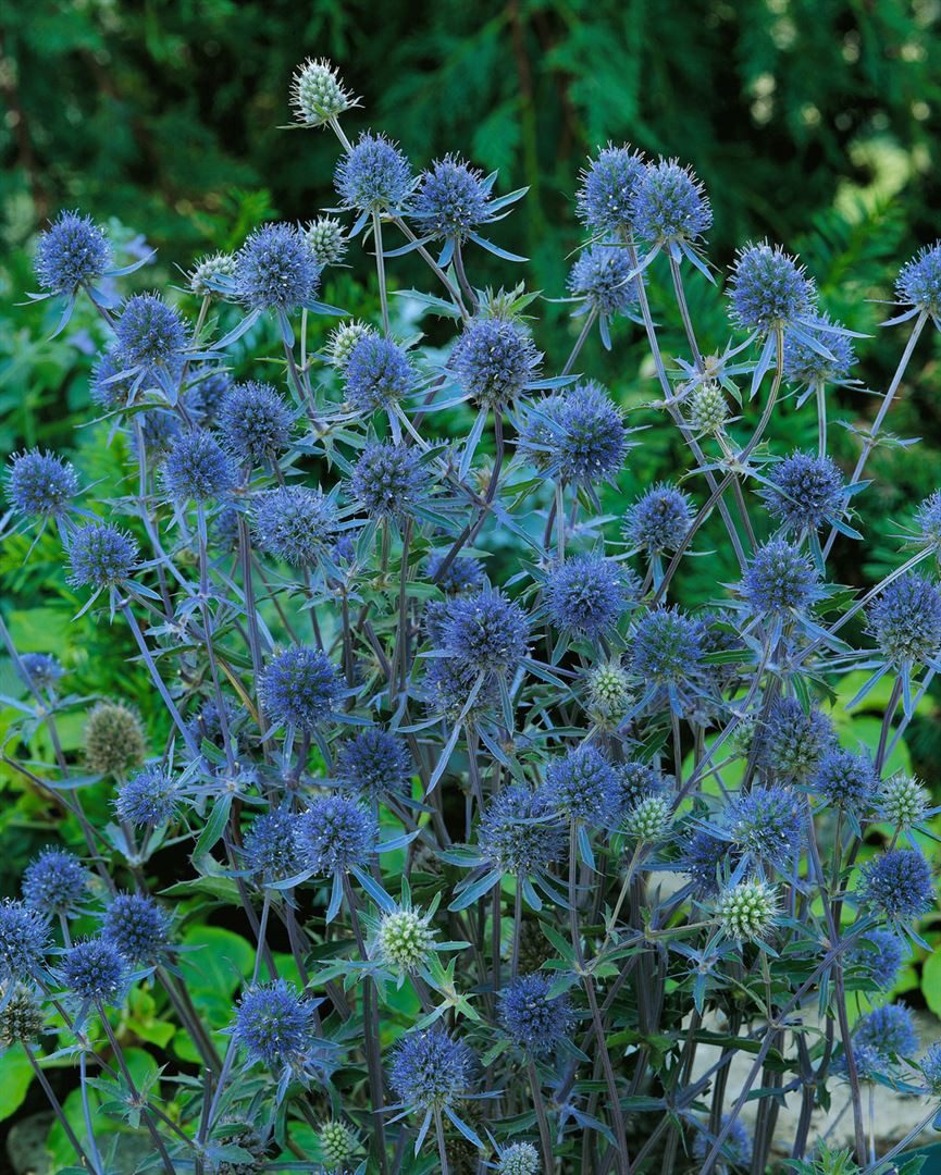 Pflanzen für Dich Staude Eryngium planum 'Blauer Zwerg', 1 St., Flachblatt-Mannstreu, Blaudistel