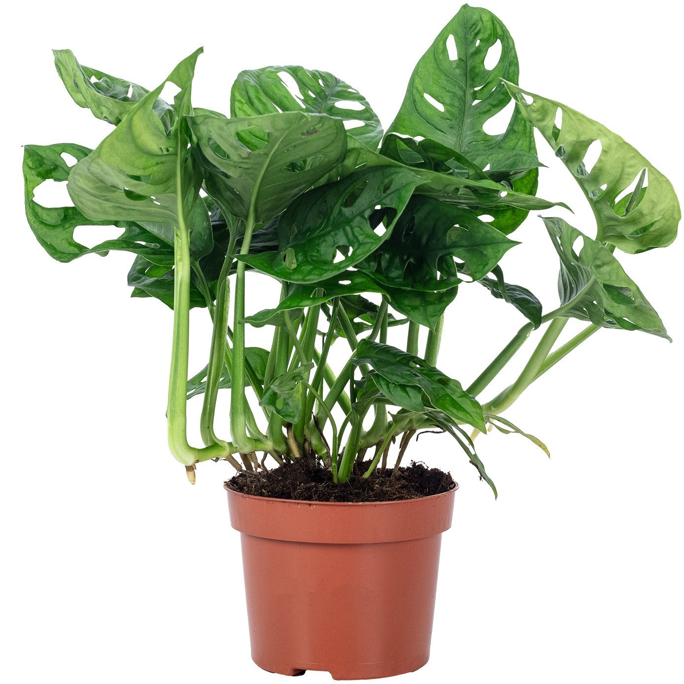 Flowerbox Zimmerpflanze Fensterblatt - Monstera 'Monkey', pflegeleicht - Höhe ca. 25 cm,Topf-Ø 12 cm
