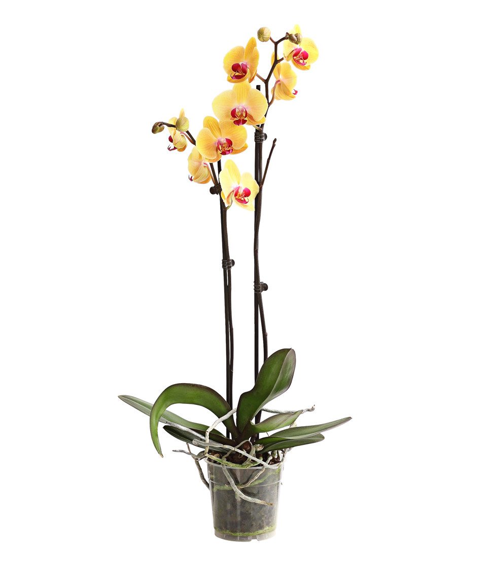 Dehner Zimmerpflanze Schmetterlingsorchidee, Phalaenopsis cultivars, zweitriebig, pflegeleichte Blühpflanze mit langer Blütezeit