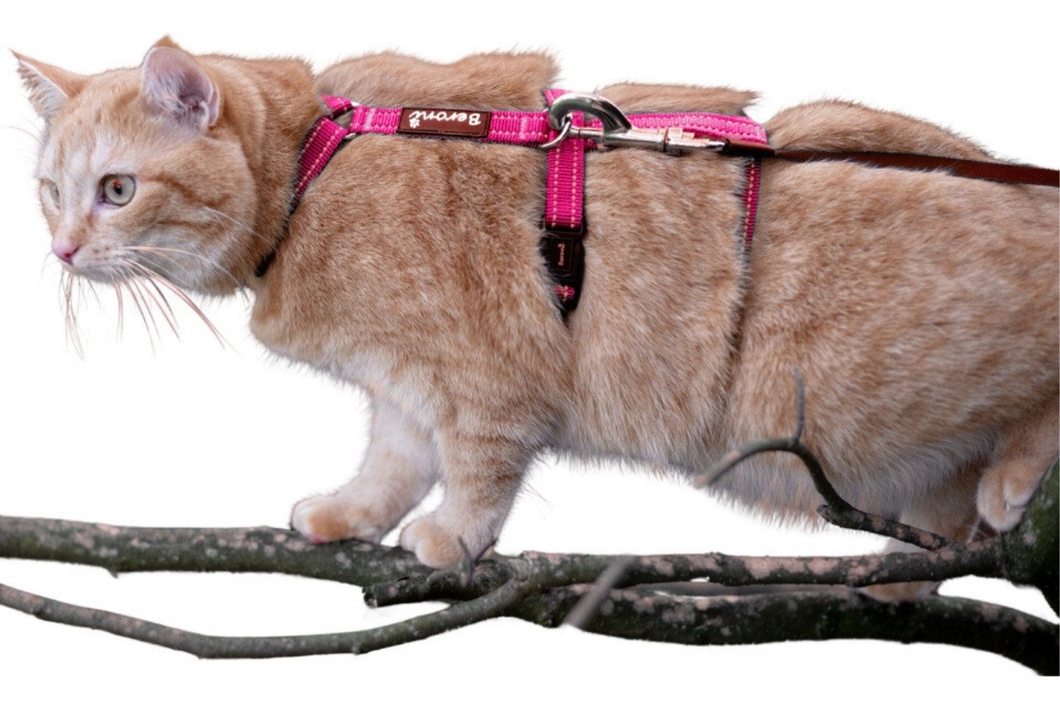 Beroni Sicherheitsgeschirr Katzengeschirr Beroni Safety Harness Pro ausbruc günstig online kaufen