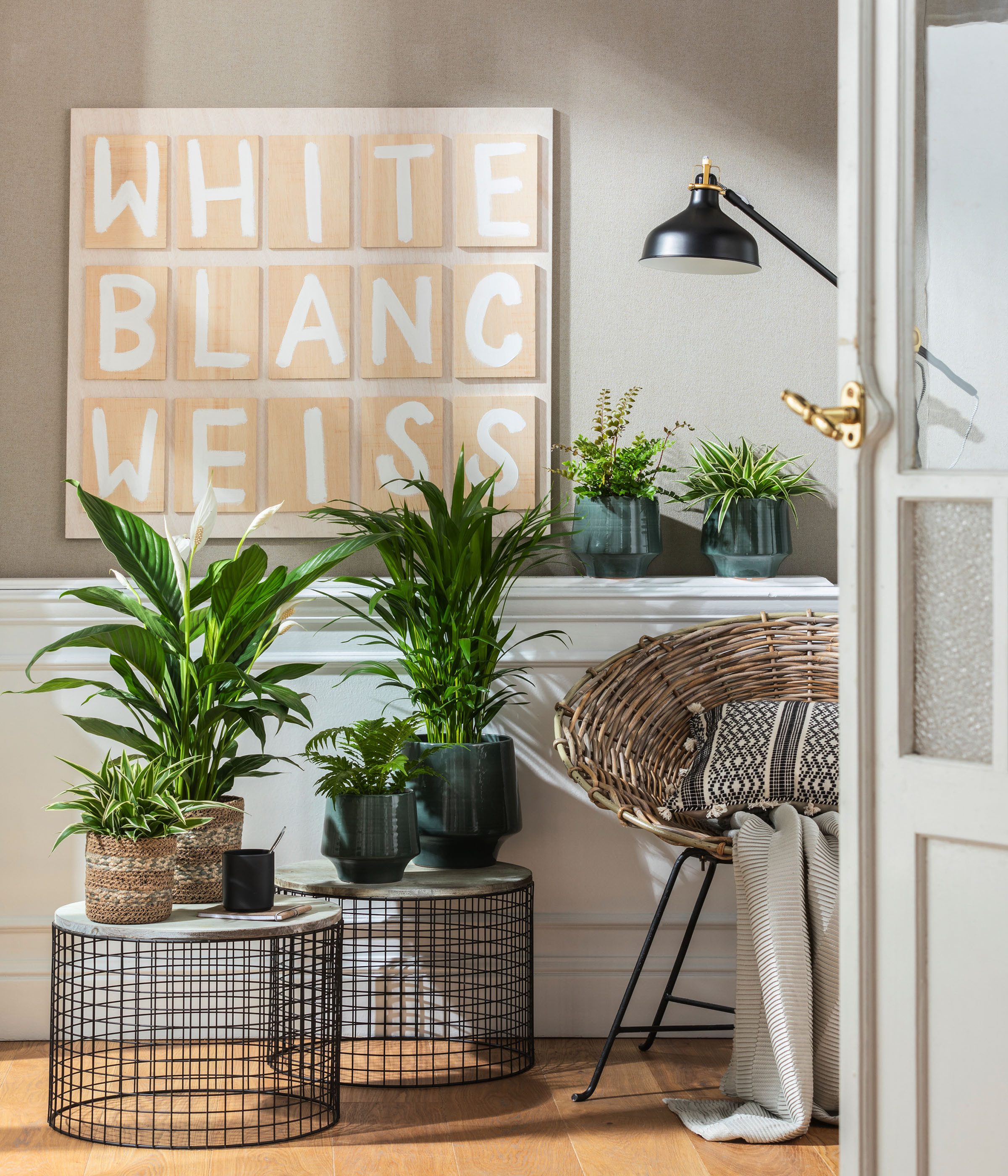 Dehner Zimmerpflanze Einblatt Air So Pure®, Spathiphyllum wallisii Bingo, 60-65 cm, luftreinigend, pflegeleicht, weiße Blüten
