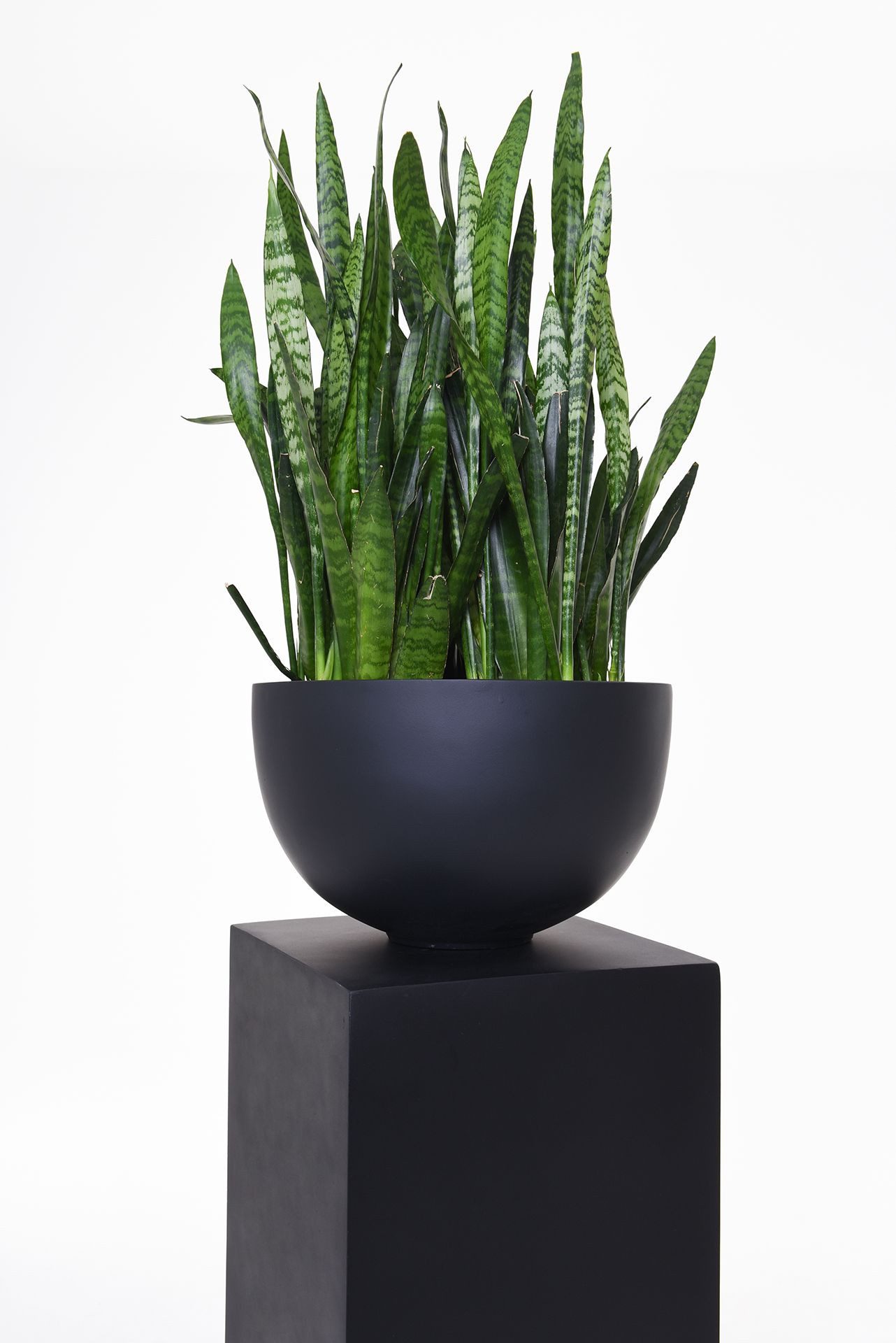 VIVANNO Blumenständer Fiberglas PODEST Säule - Anthrazit Matt (1 St), 30x30x60 cm – Bild 5 von 5