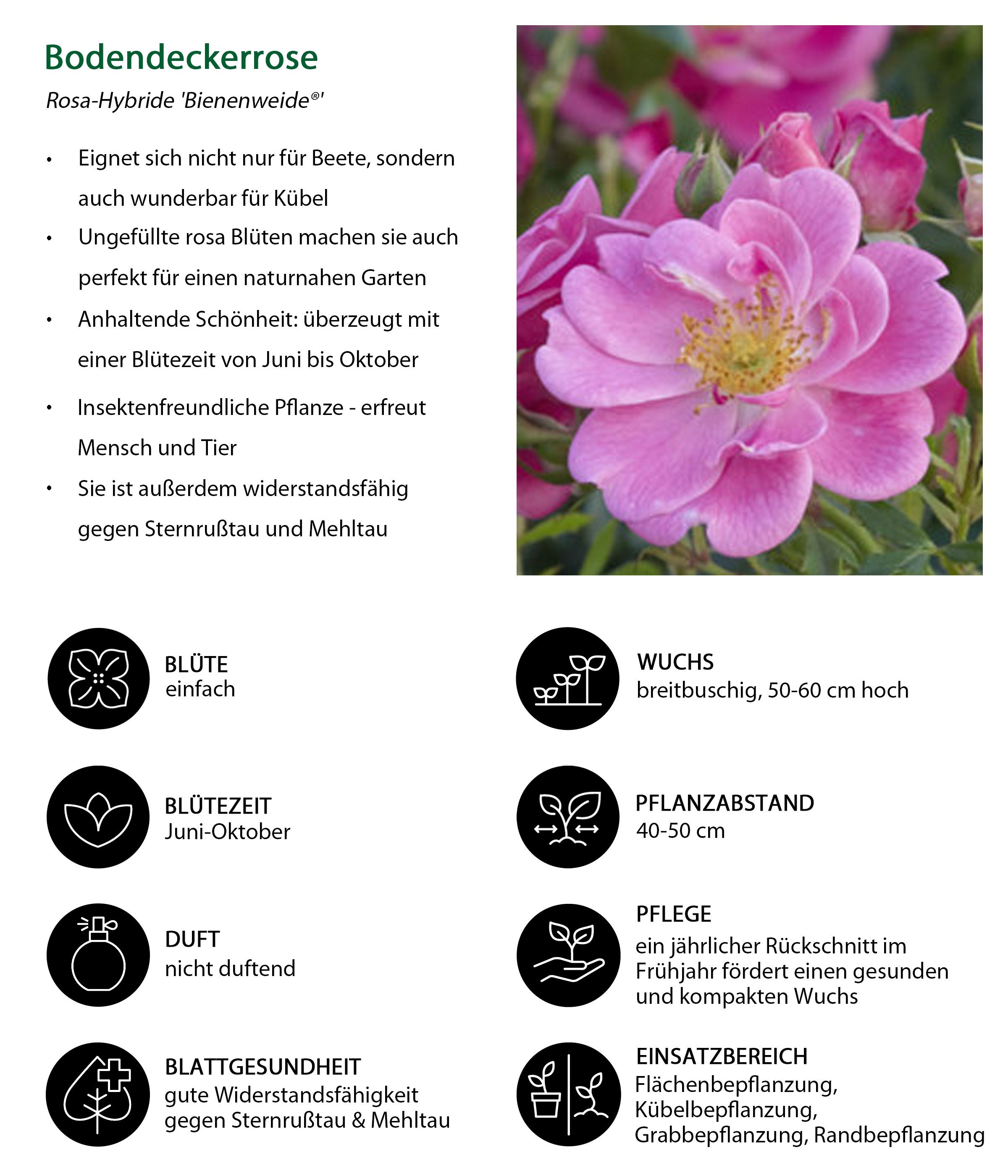 Dehner Rose Bodendeckerrose Bienenweide®, 15-30 cm, 4 l Topf, rosa-farbene Blüten, buschförmiger Wuchs, Züchter Tantau