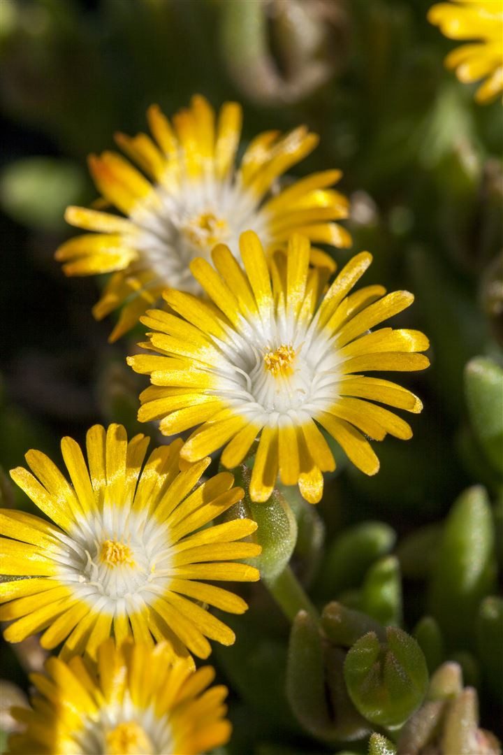 Pflanzen für Dich Staude Delosperma congestum Golden Nugget, 1 St., Mittagsblume, Goldene Mittagsblume