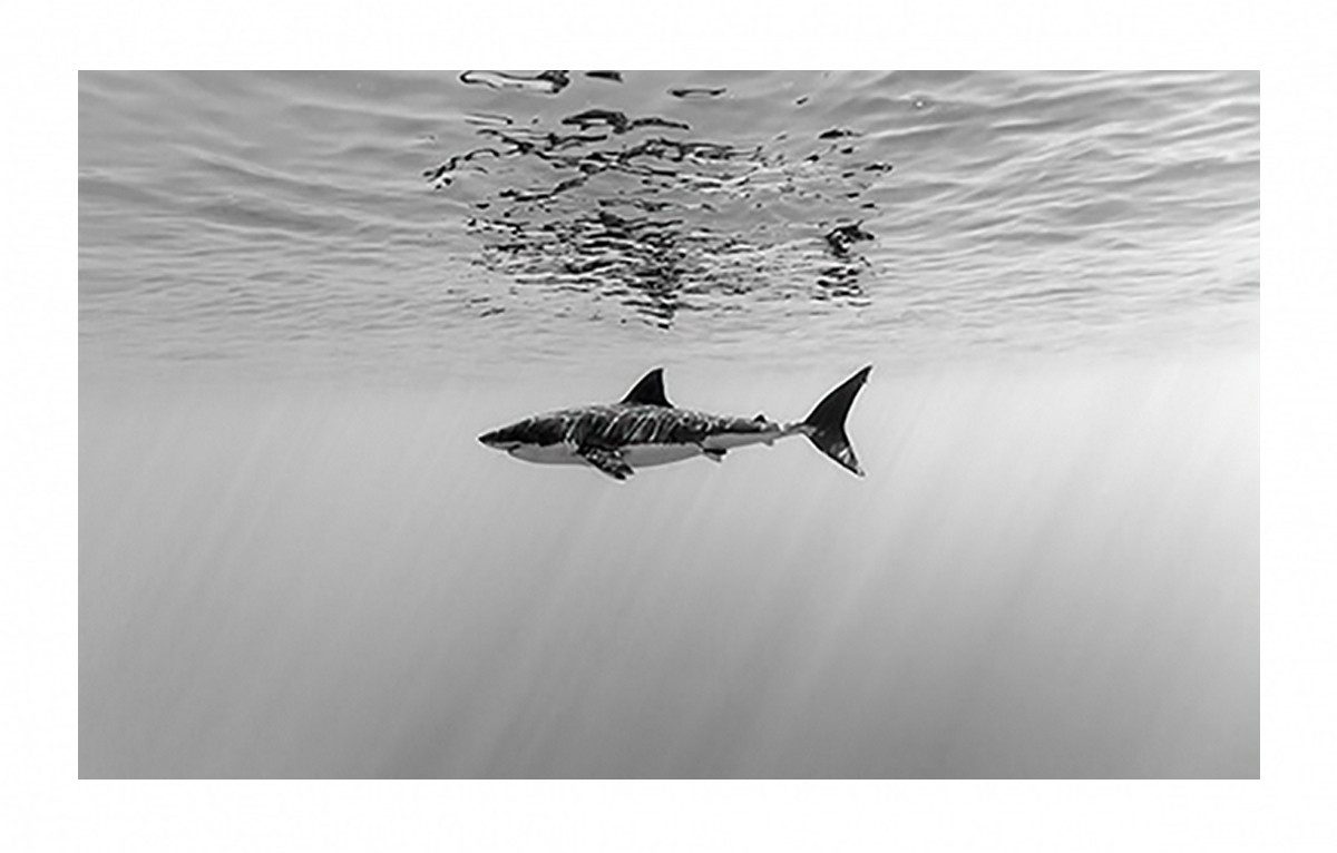 TPFLiving Kunstdruck (OHNE RAHMEN) Poster - Leinwand - Wandbild, Der weiße Hai - Verschiedene Impressionen (Leinwand Wohnzimmer, Leinwand Bilder, Kunstdruck), Leinwand bunt - Größe 20x30cm