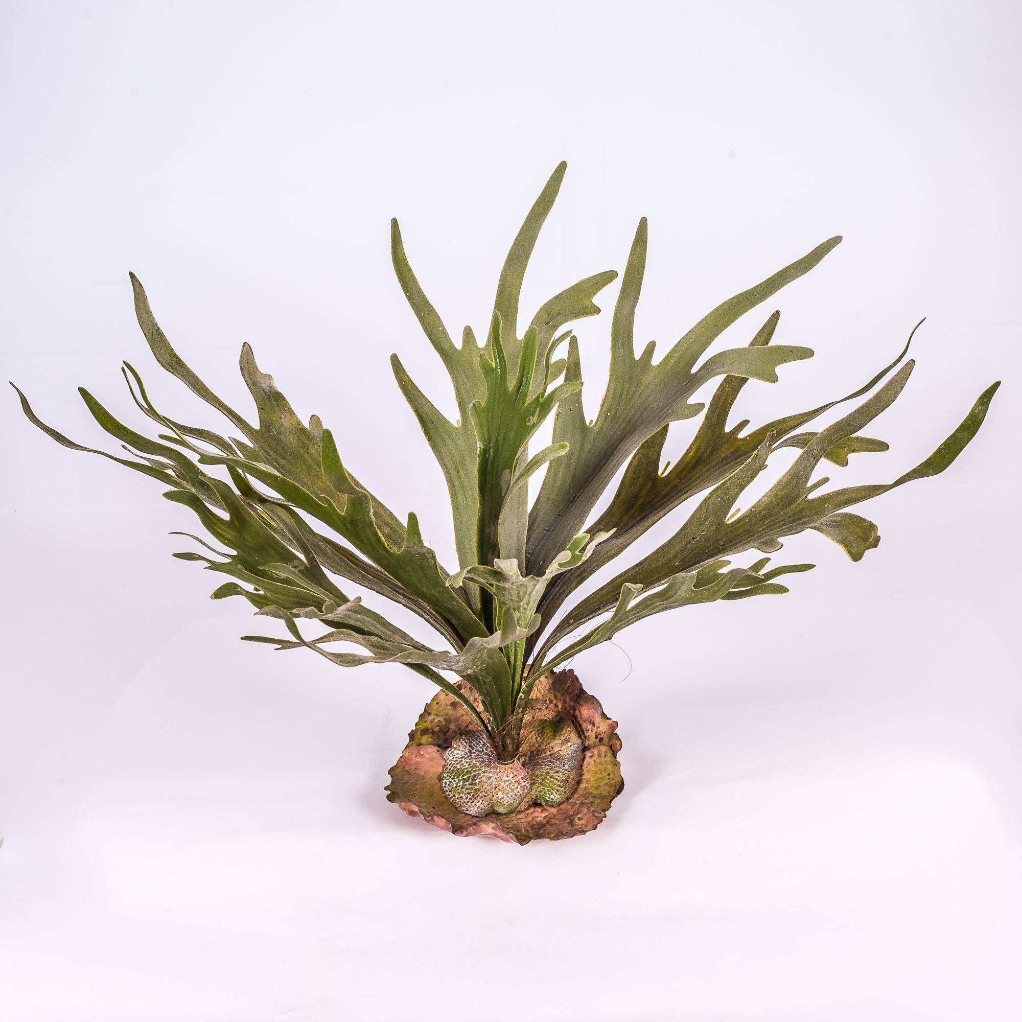 Künstliche Zimmerpflanze Künstlicher Hirschfarn, 18 Blätter, Silber - grü Farn (Geweihfarn), artplants, Höhe 50.0 cm