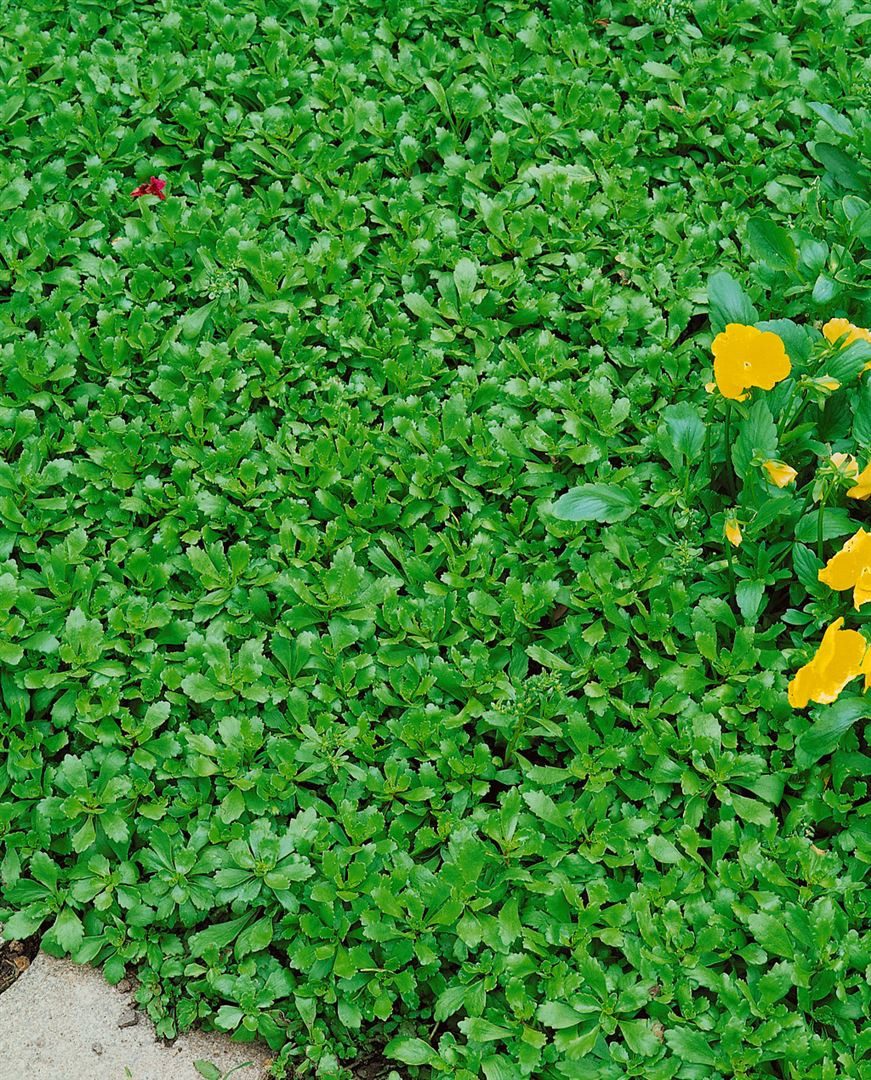 Pflanzen für Dich Staude Sedum hybridum Immergrünchen, 1 St., Immergrünchen, Fetthenne